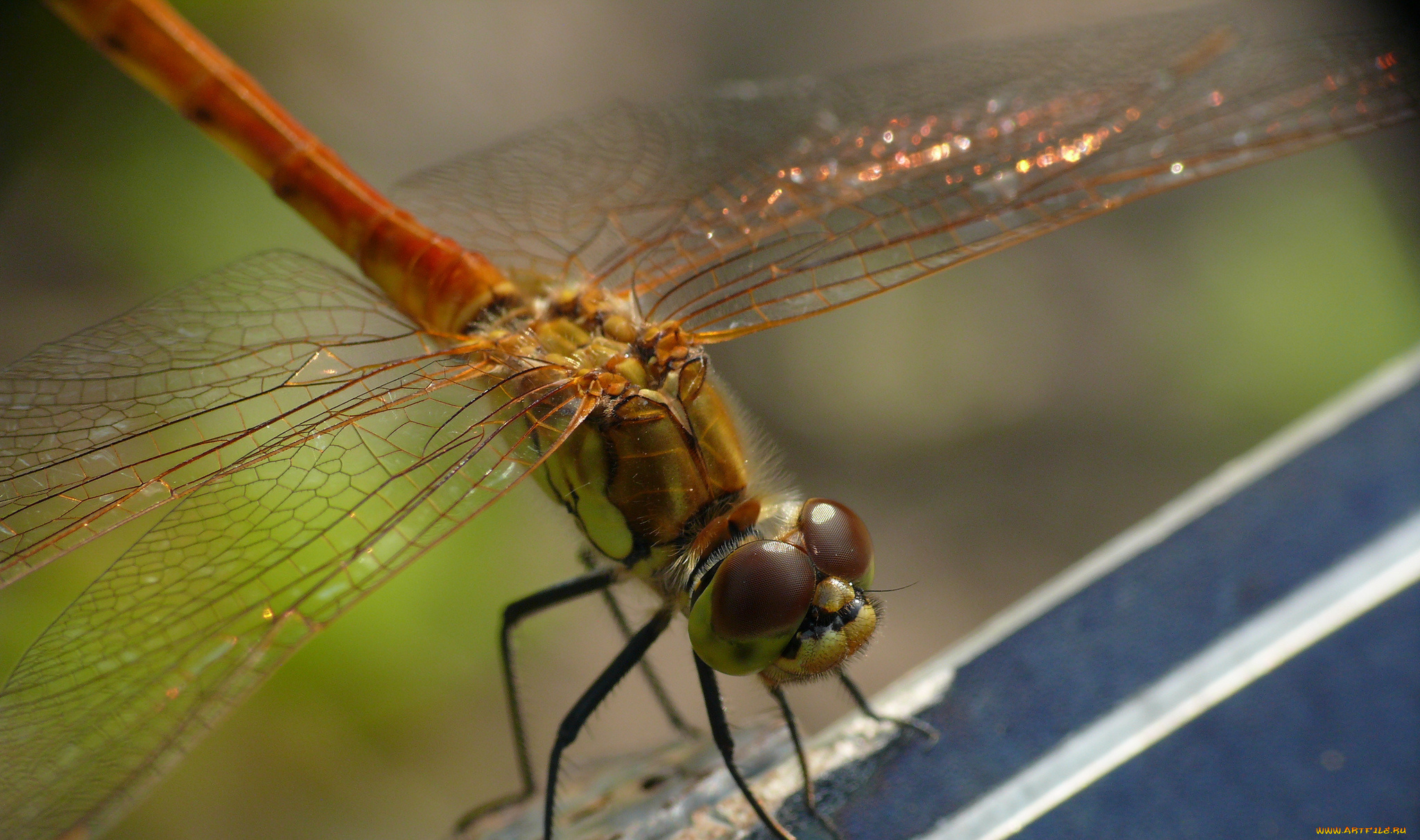 животные, стрекозы, насекомое, утро, зелёный, фон, макро, стрекоза