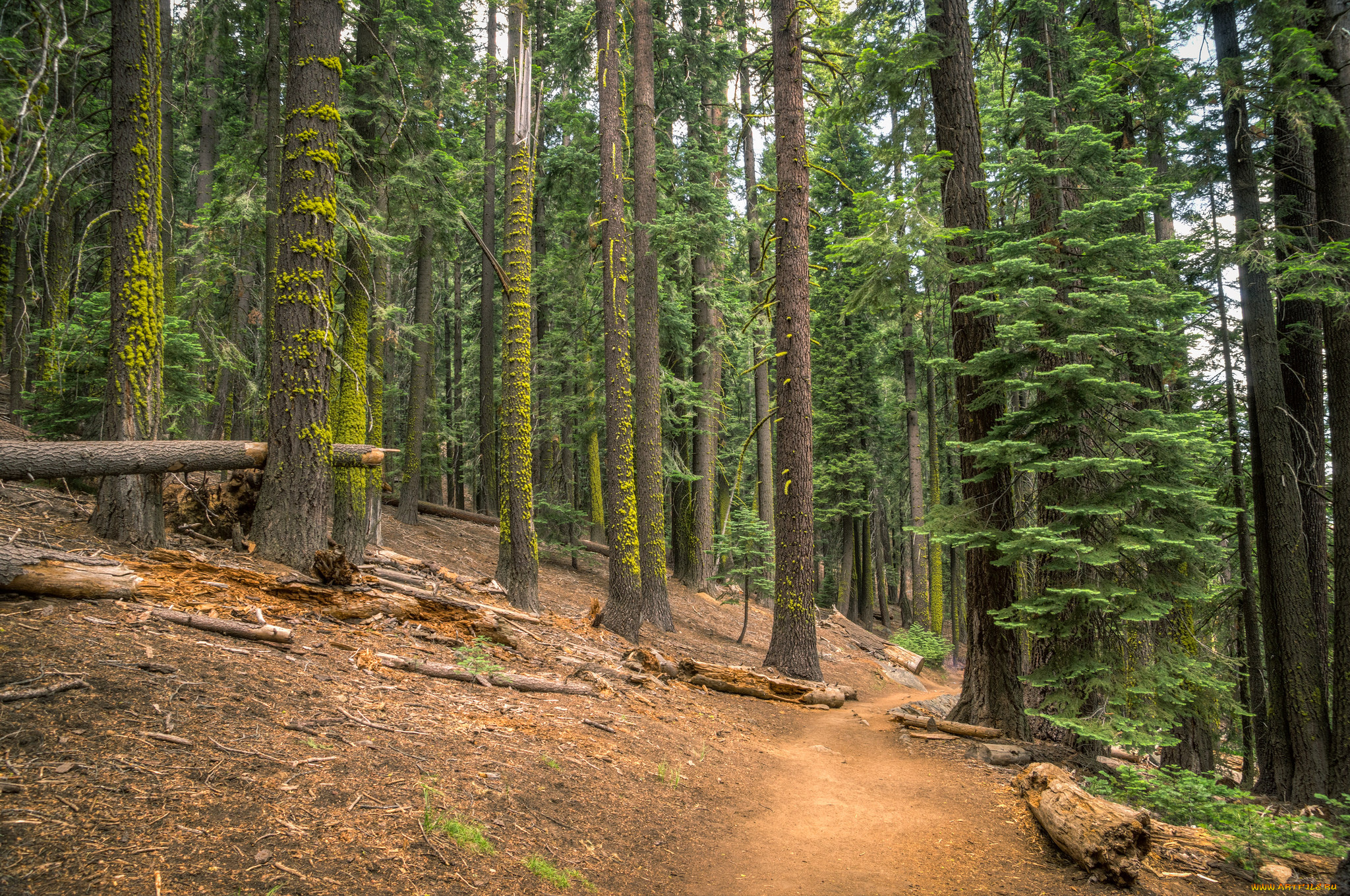 природа, лес, тропинка