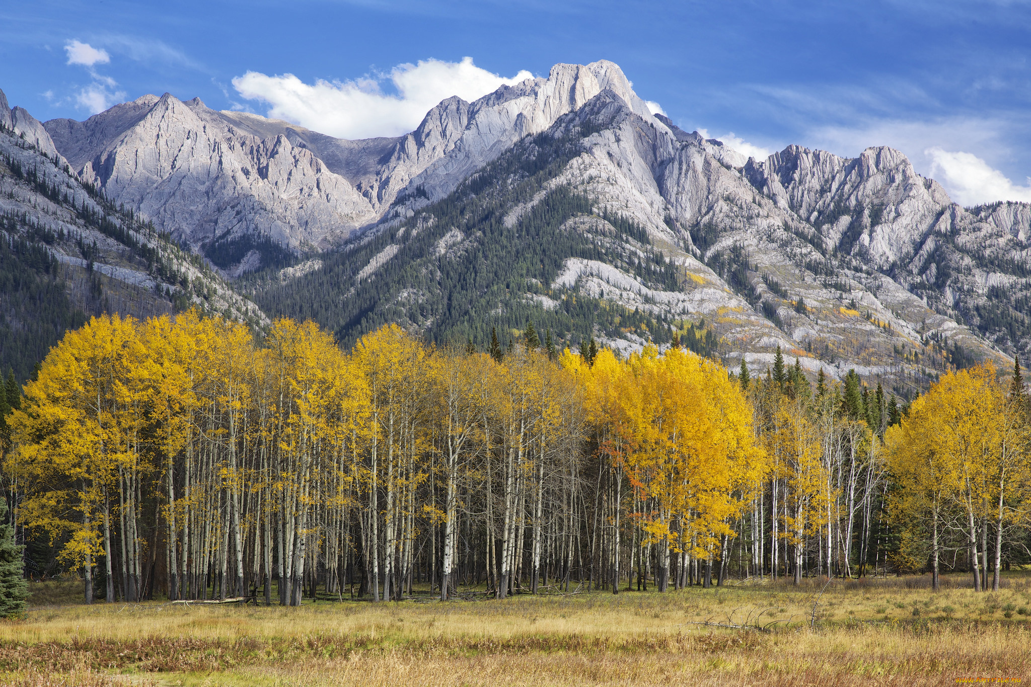 природа, горы, колорадо, аспен, осина, листья, осень, лес, небо, сша