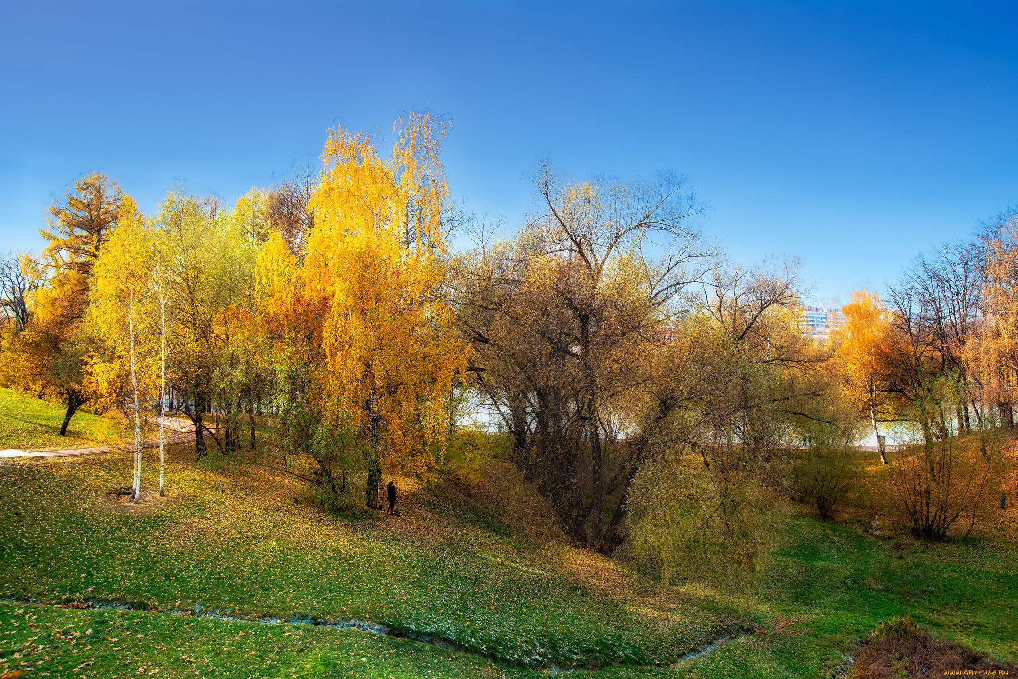 природа, лес, осень, низина