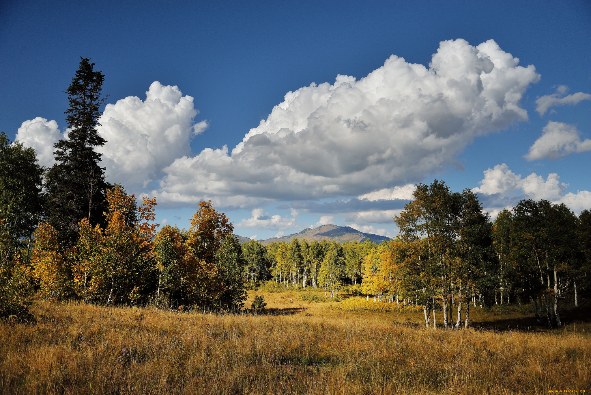природа, поля, горы, лес, поле, трава