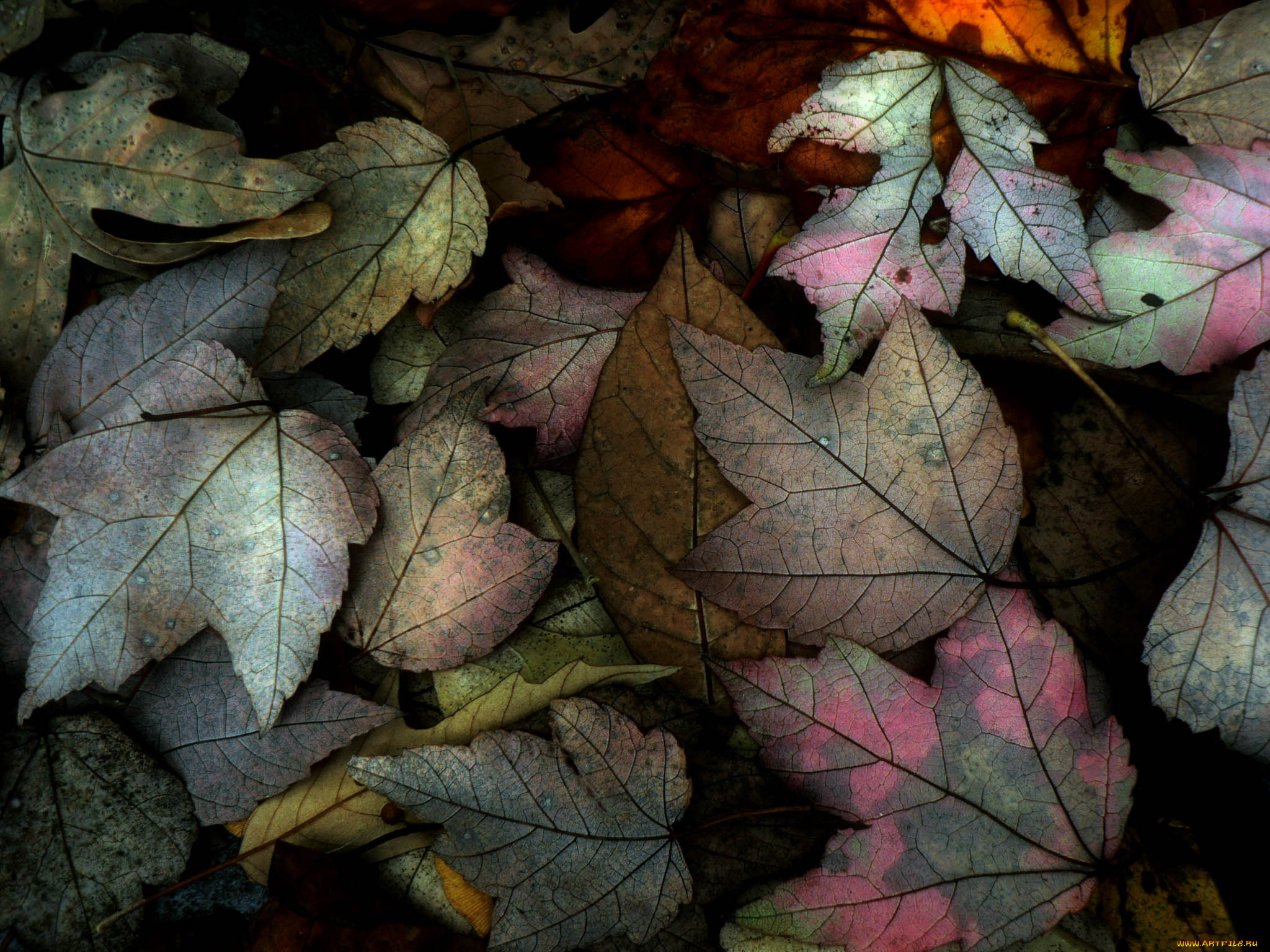 природа, листья