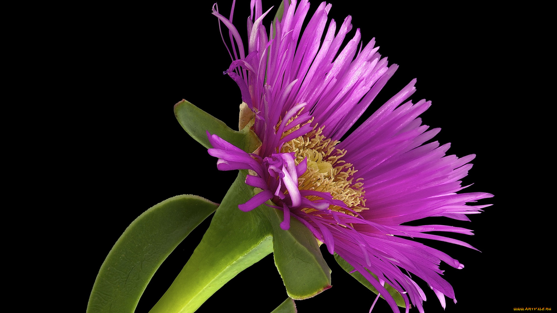 цветы, астры, фон, макро, цветок