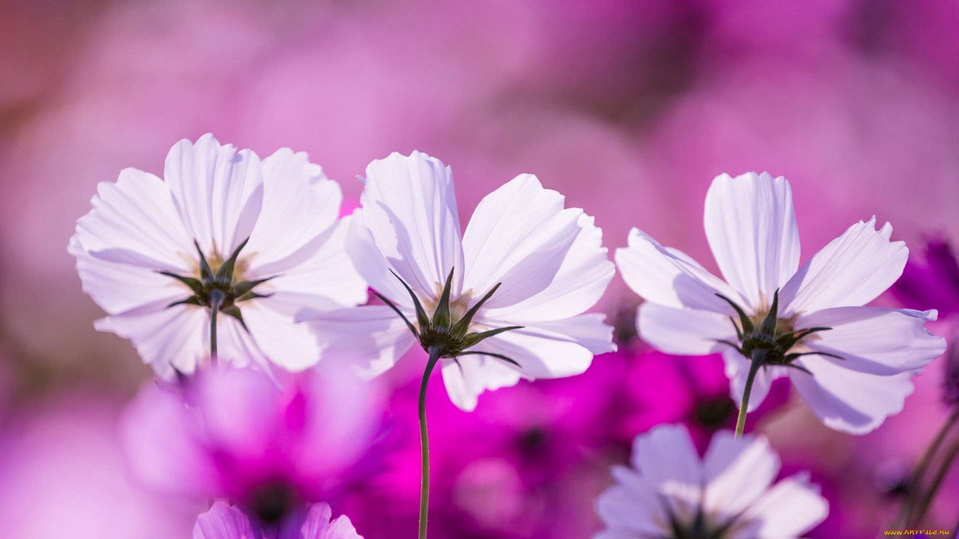 цветы, космея, макро, лепестки, космос