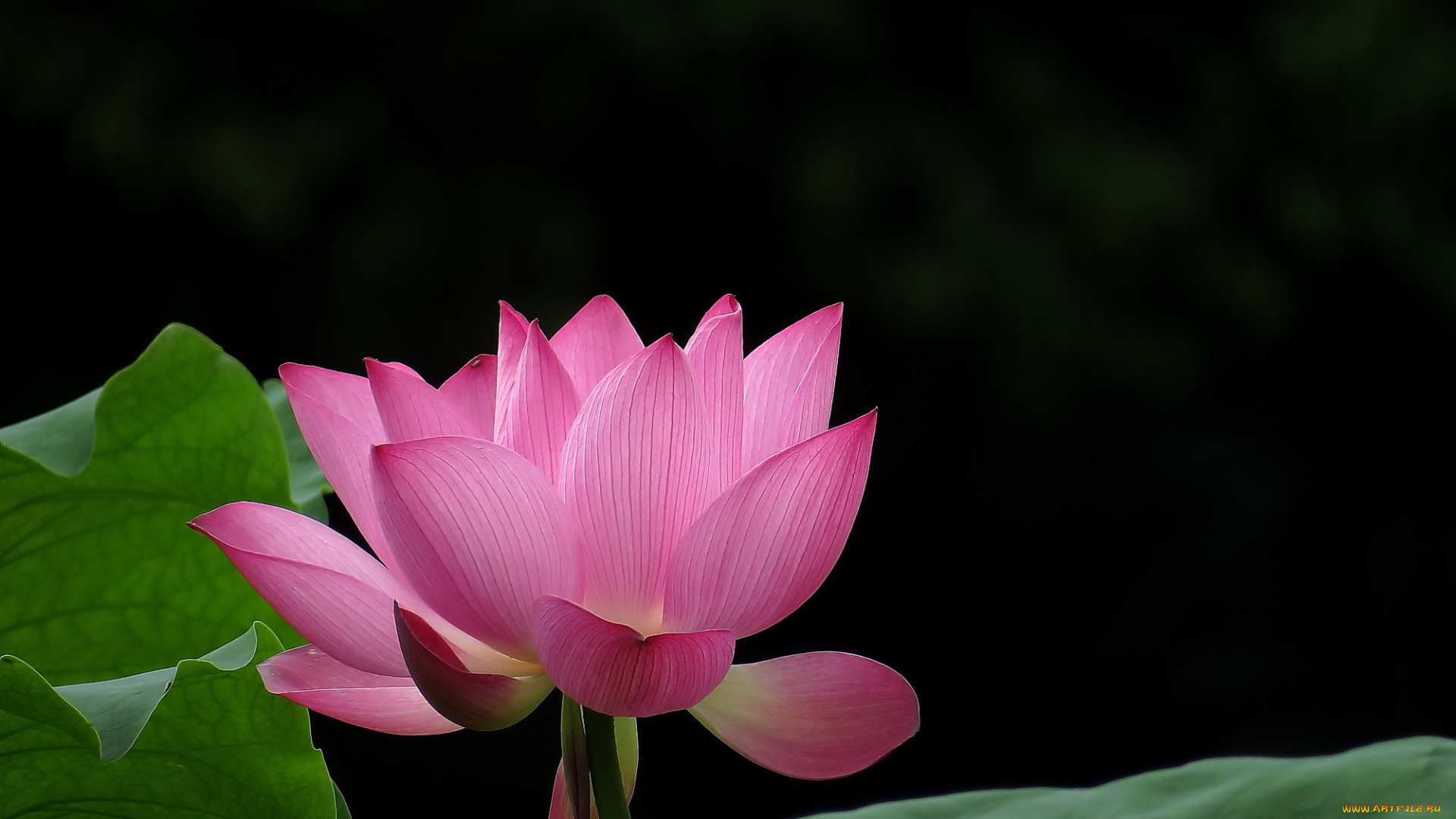 цветы, лотосы, лепестки