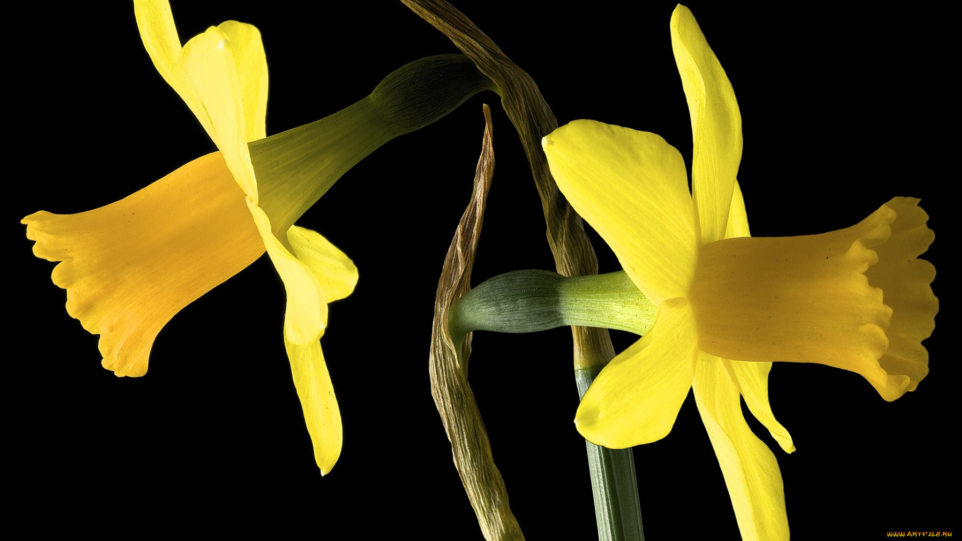 цветы, нарциссы, фон, макро