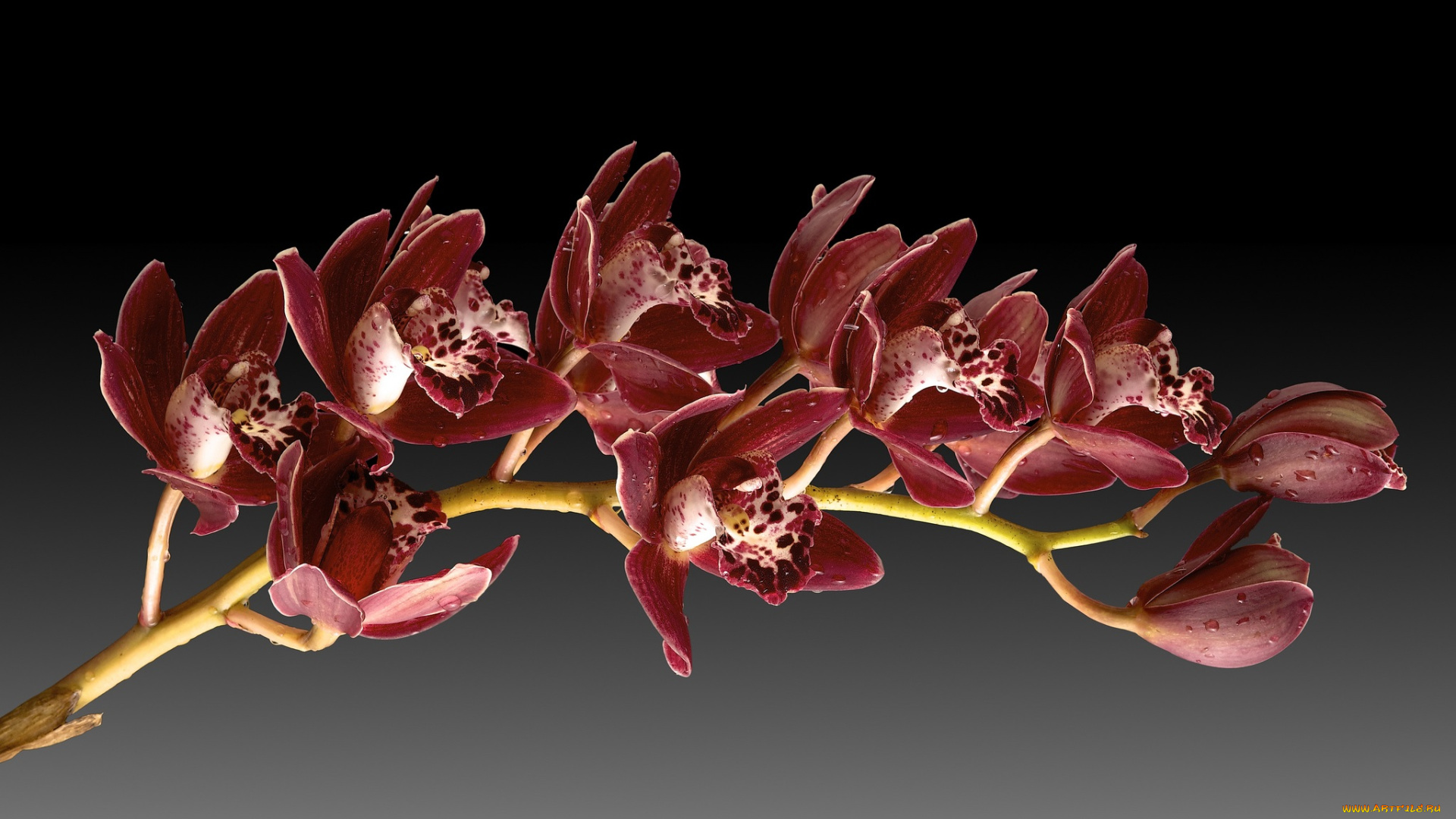 цветы, орхидеи, фон, веточка