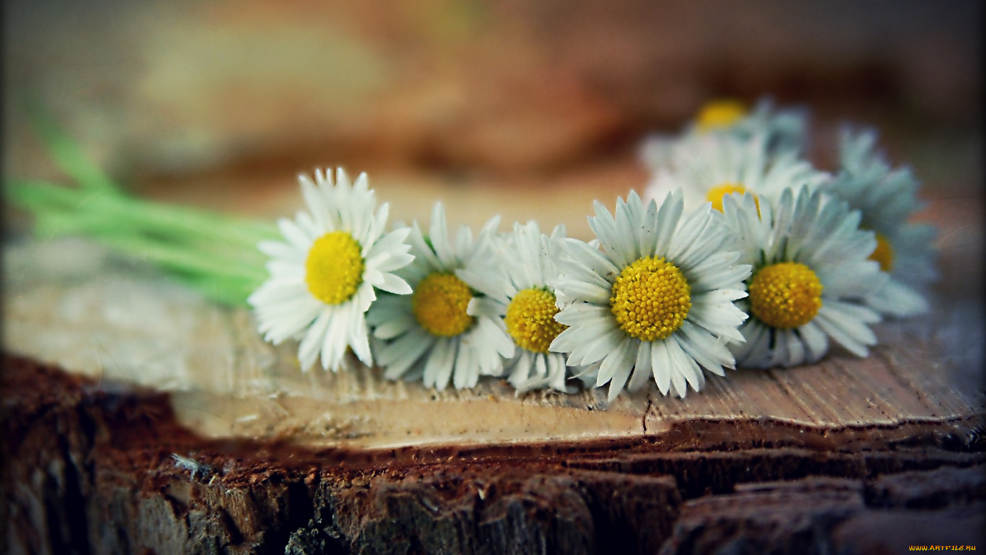 цветы, ромашки, пень