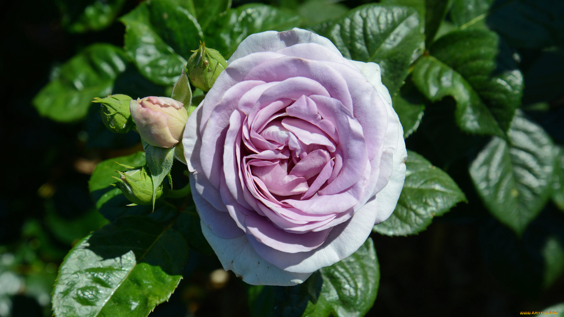 цветы, розы, бутон, роза