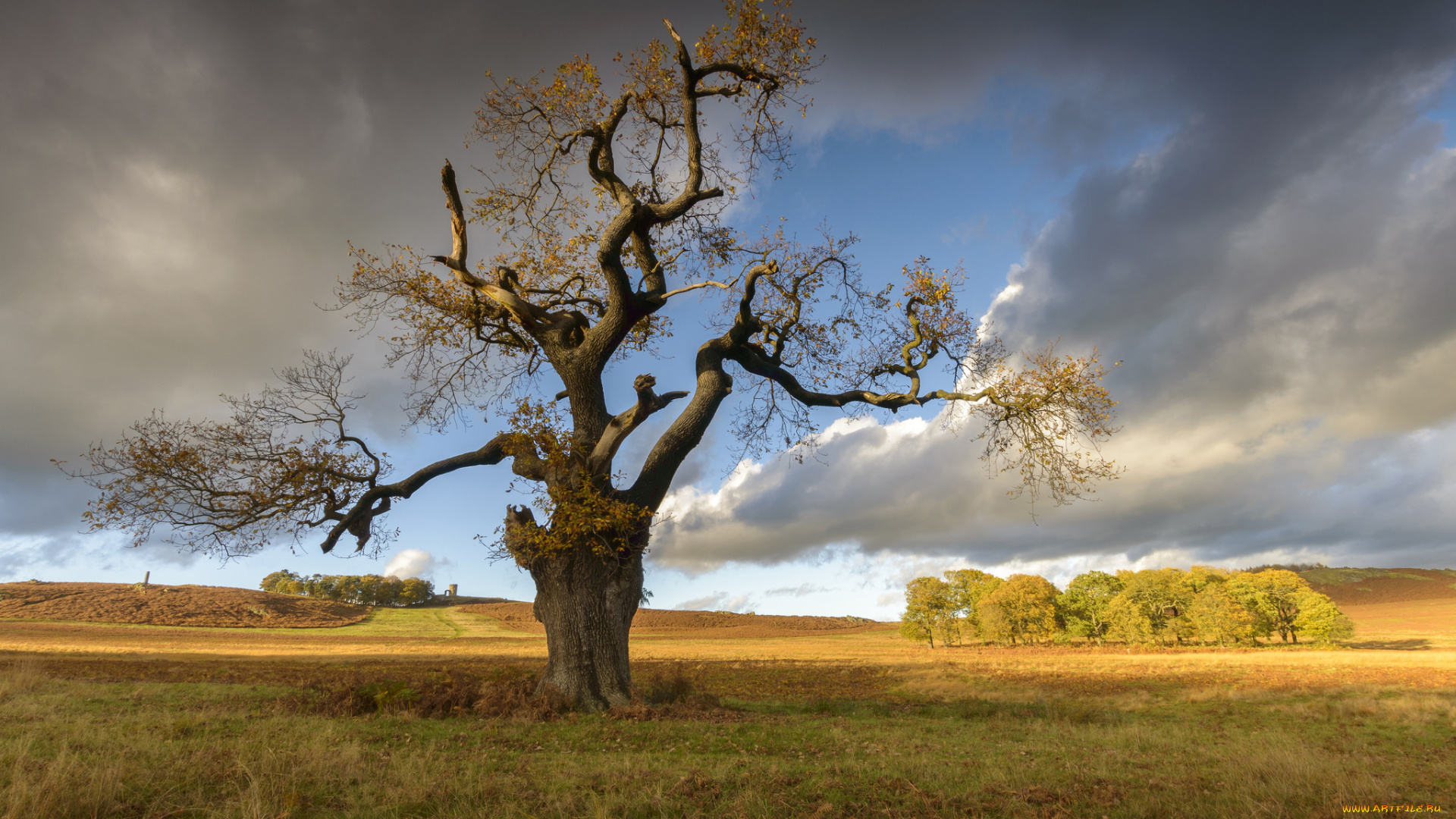природа, деревья, дуб