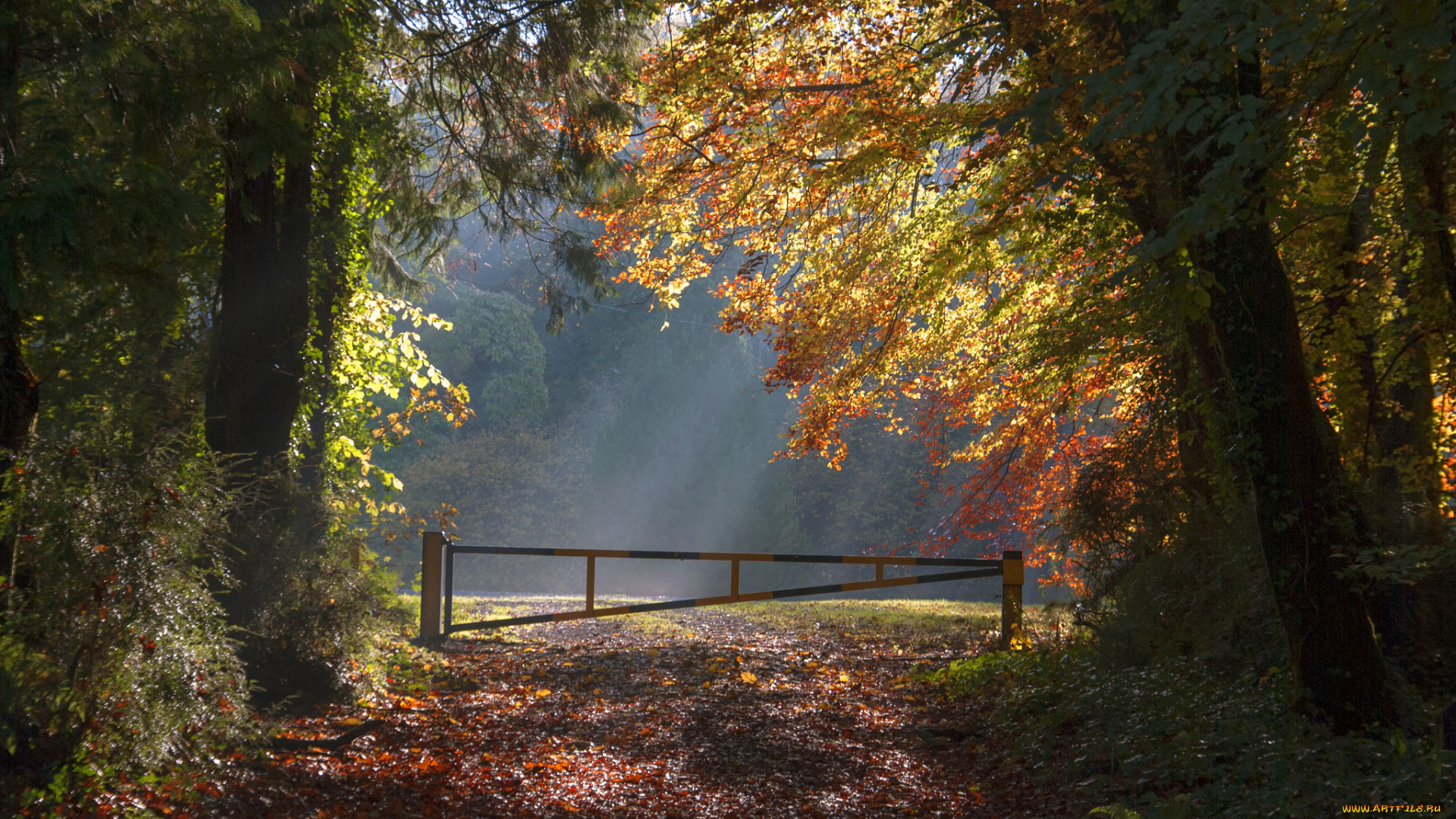 природа, дороги, лес, дорога