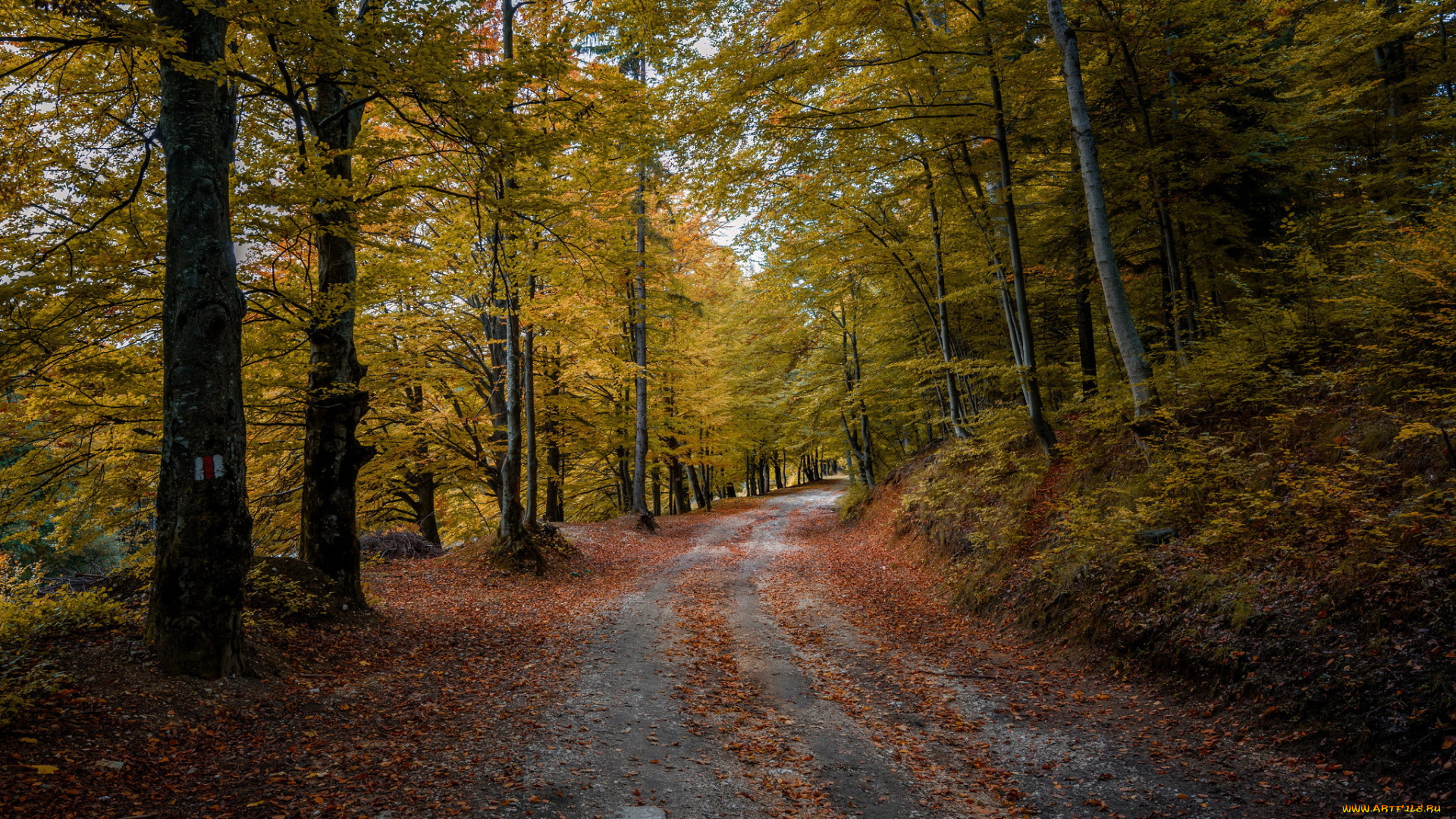 природа, дороги, лес, дорога, осень