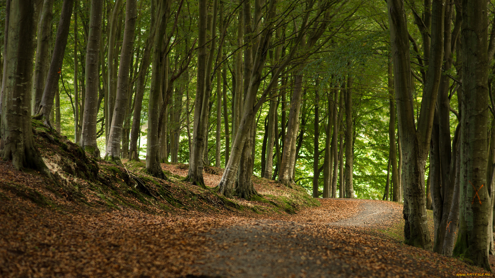 природа, дороги, лес, тропинка