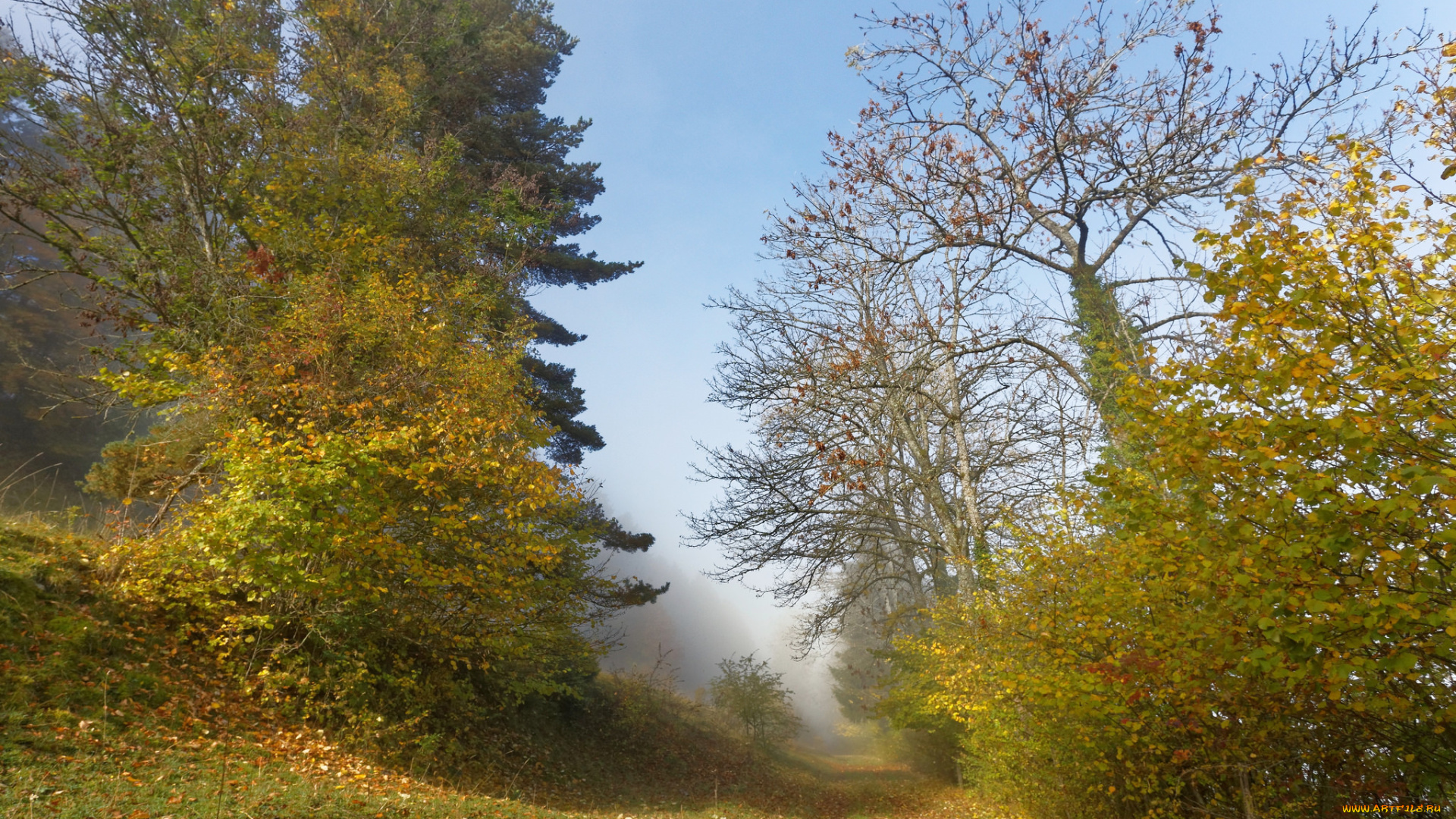 природа, дороги, лес, тропинка