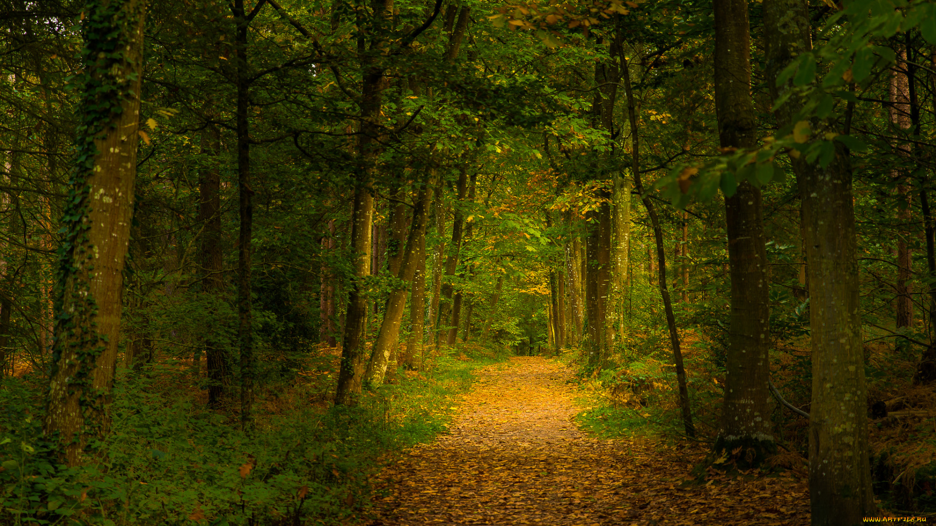 природа, дороги, лес, тропинка