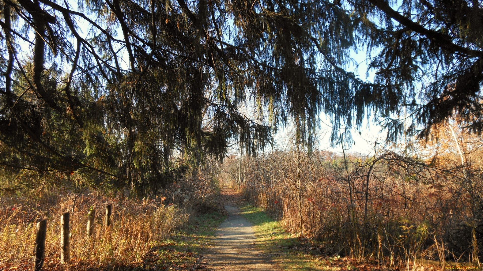 природа, дороги, лес, тропинка