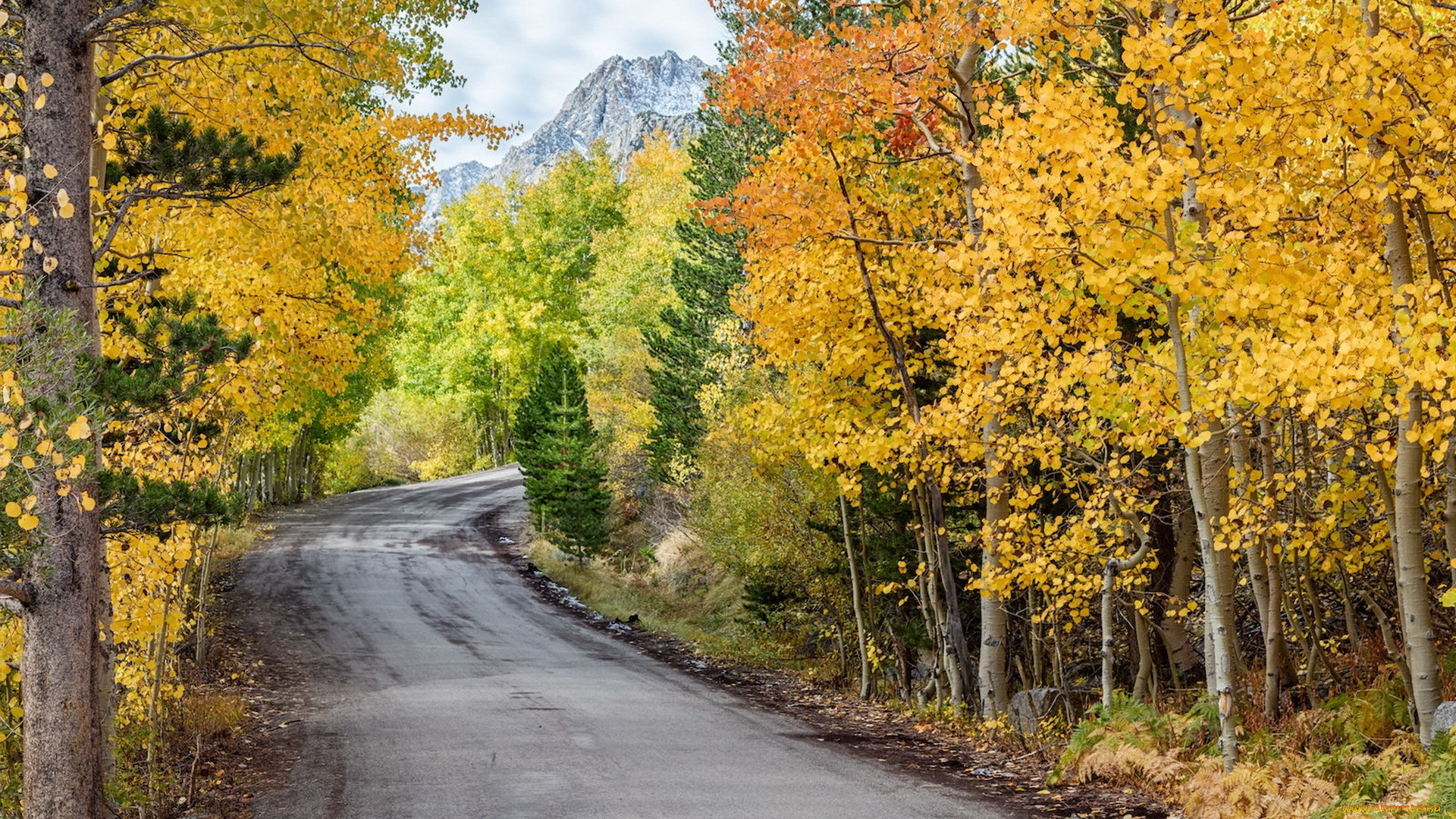 природа, дороги, осень, лес, дорога