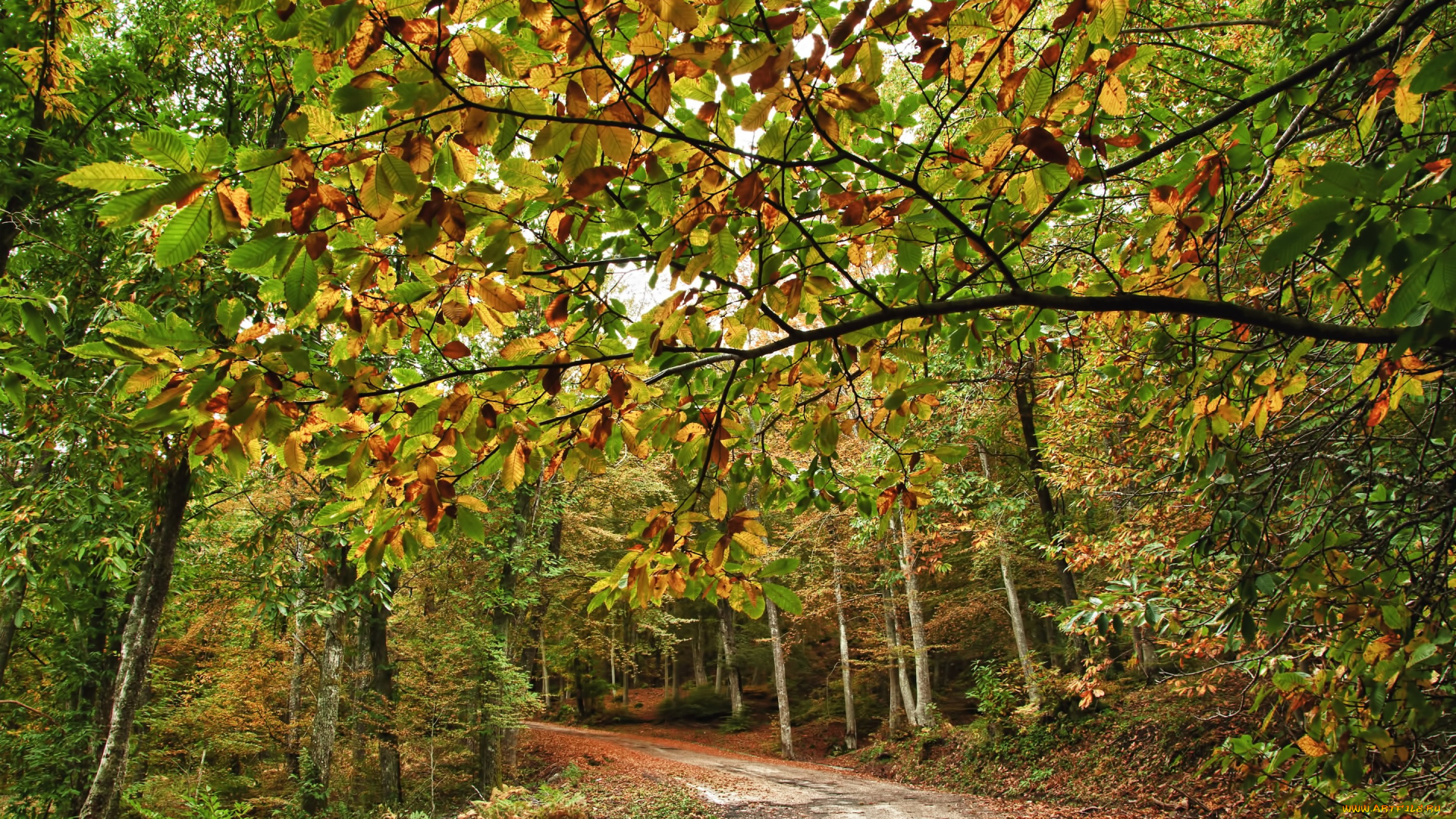 природа, дороги, осень, лес, дорога