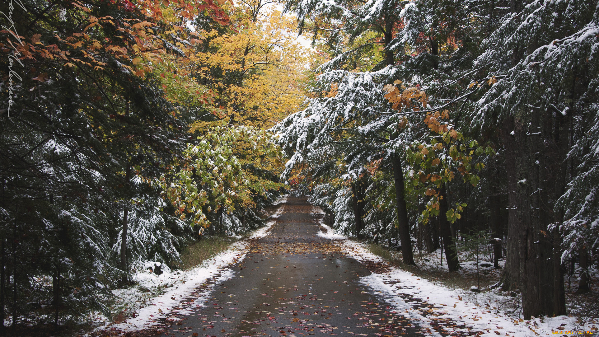 природа, дороги, шоссе, лес