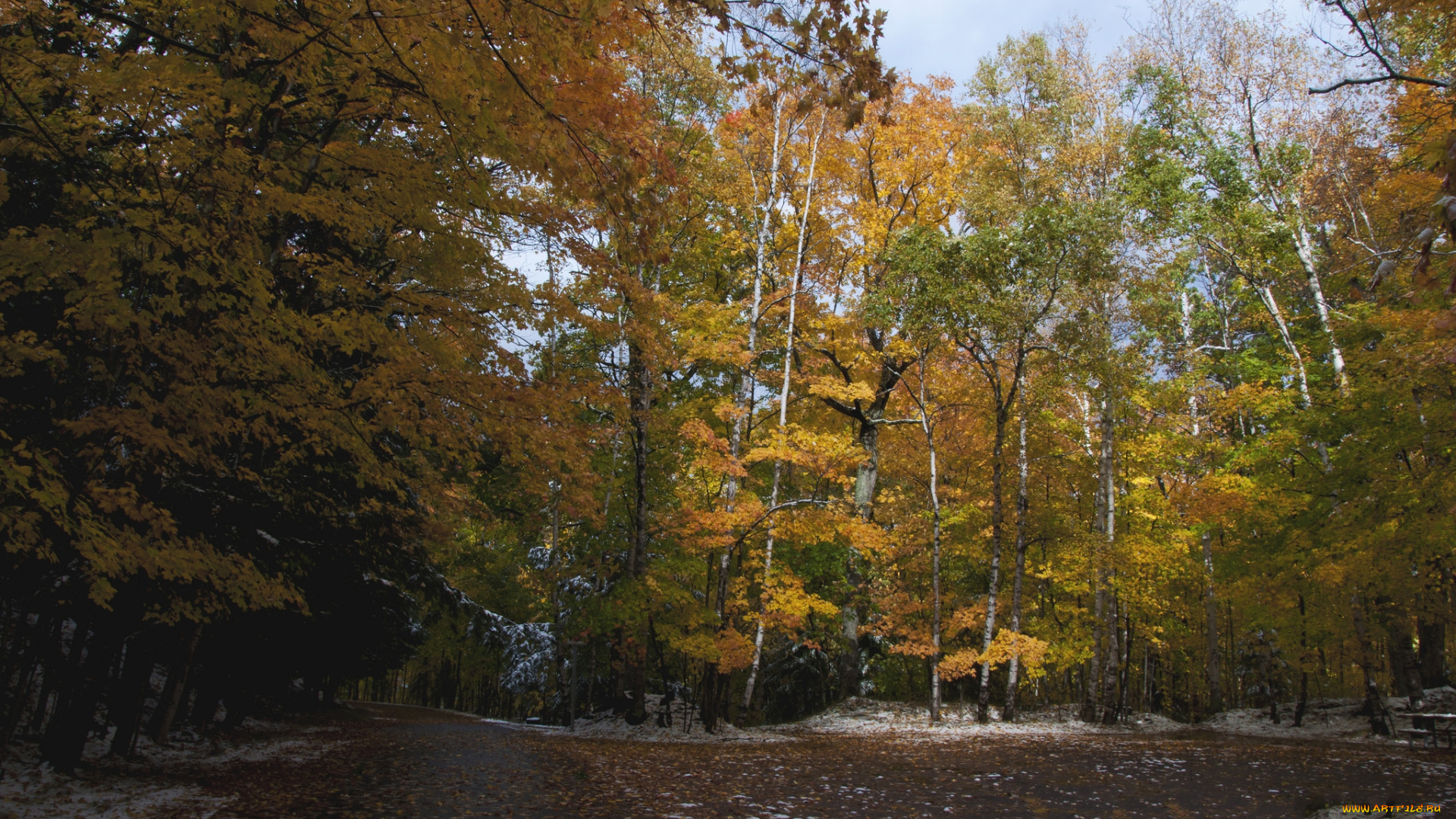 природа, дороги, шоссе, лес