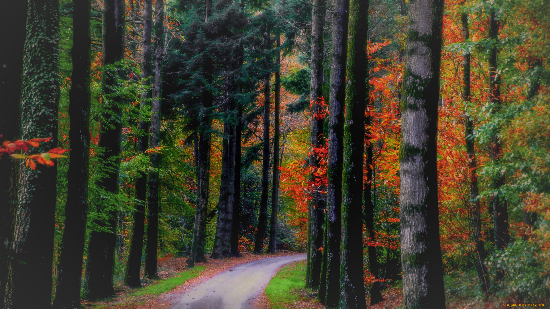 природа, дороги, шоссе, лес