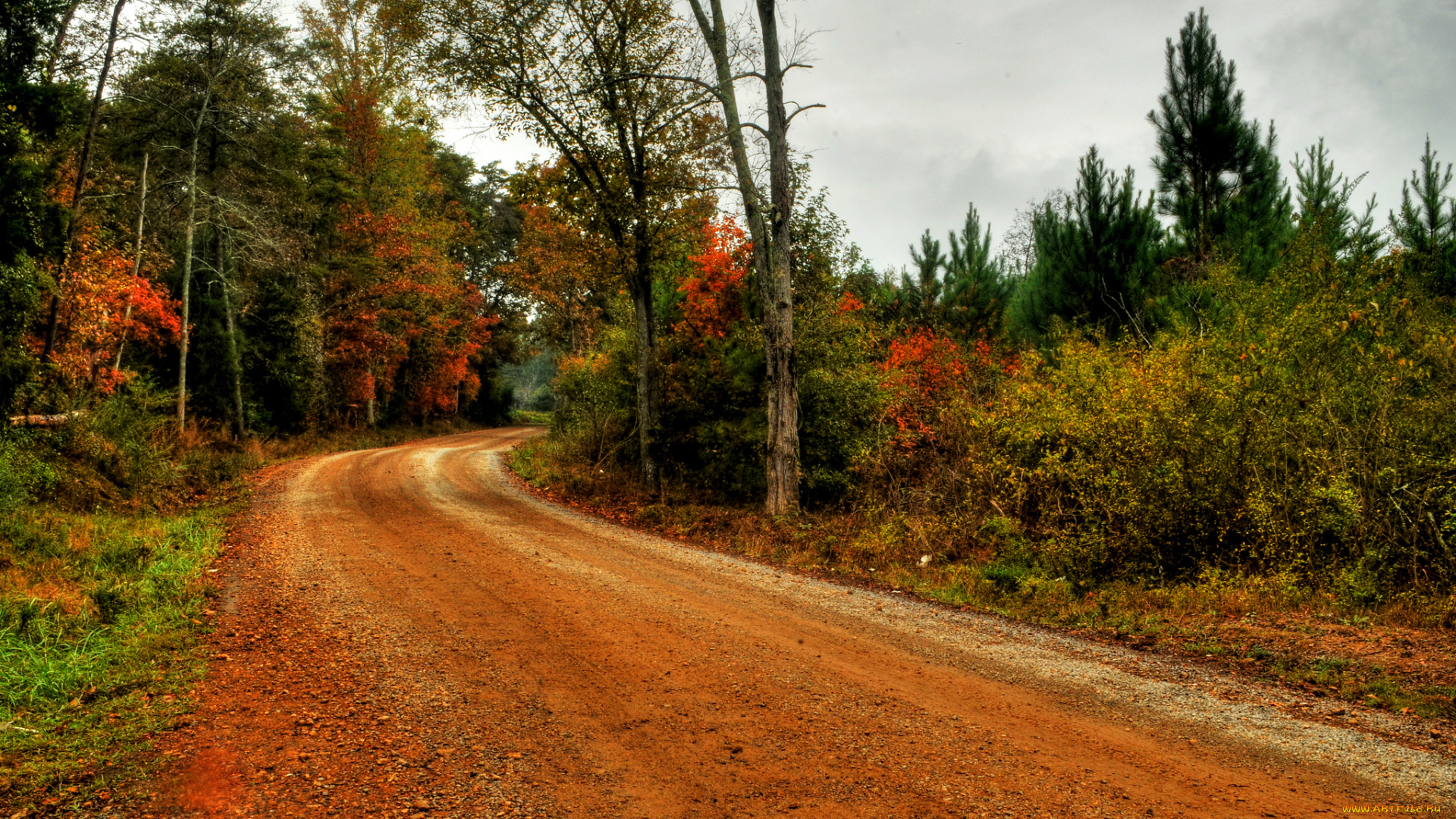 природа, дороги, тракт, лес