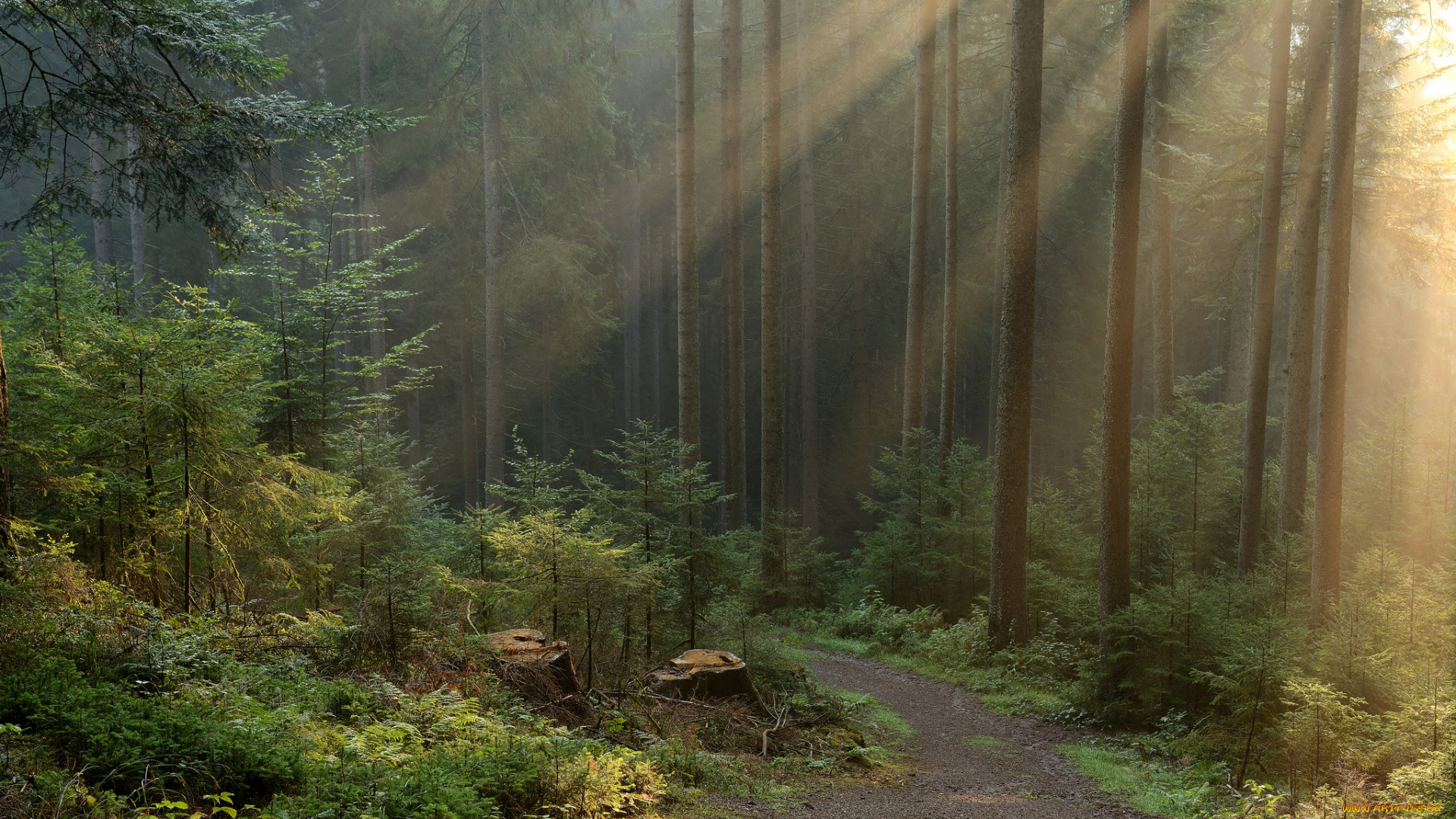 природа, дороги, тропинка, ели