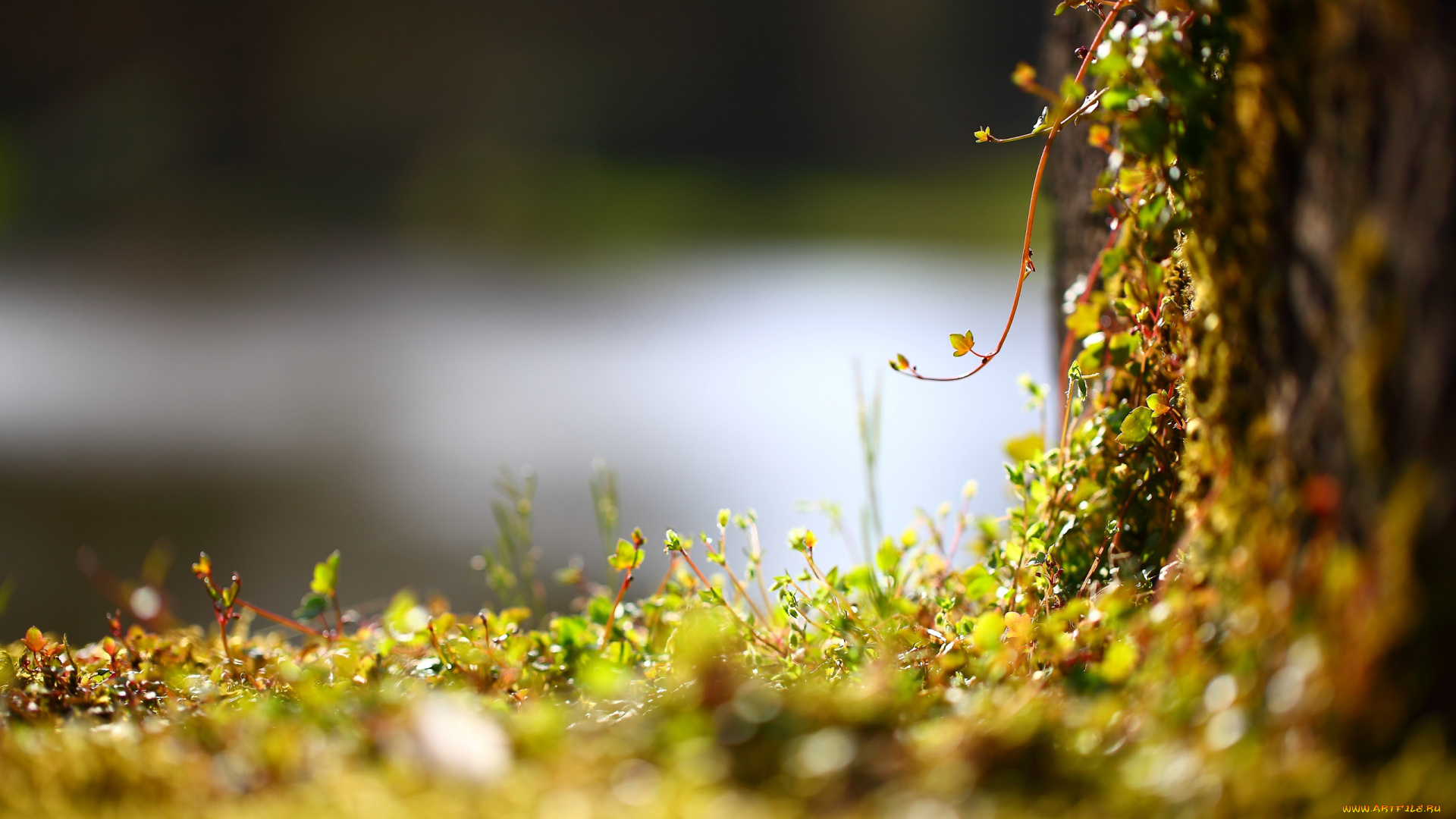 природа, другое, лиана, побеги, вьюн, растение, забор, блики