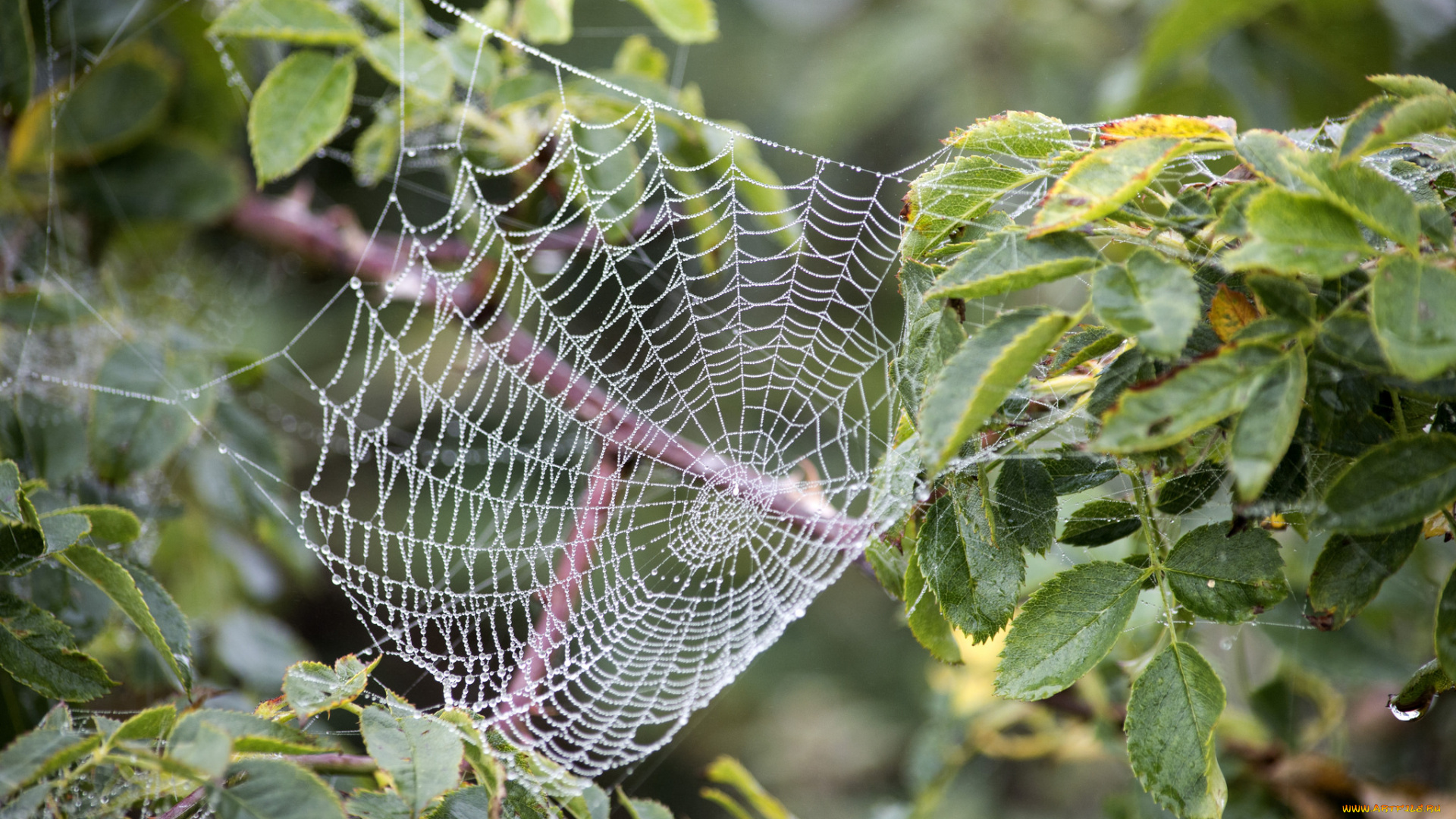 природа, другое, паутинка