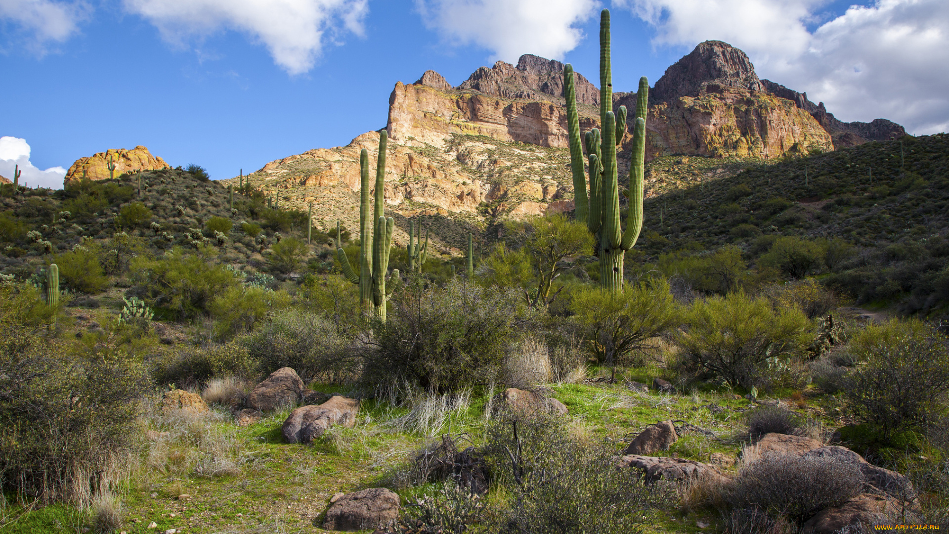 природа, горы, склон, кактусы