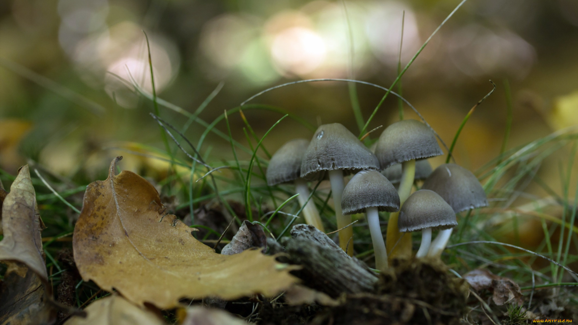 природа, грибы, фон