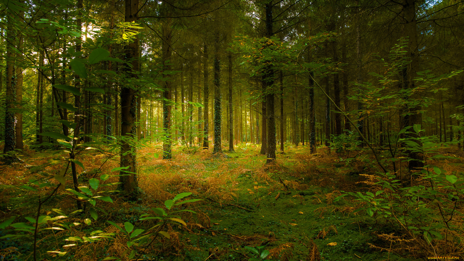 природа, лес, ельник