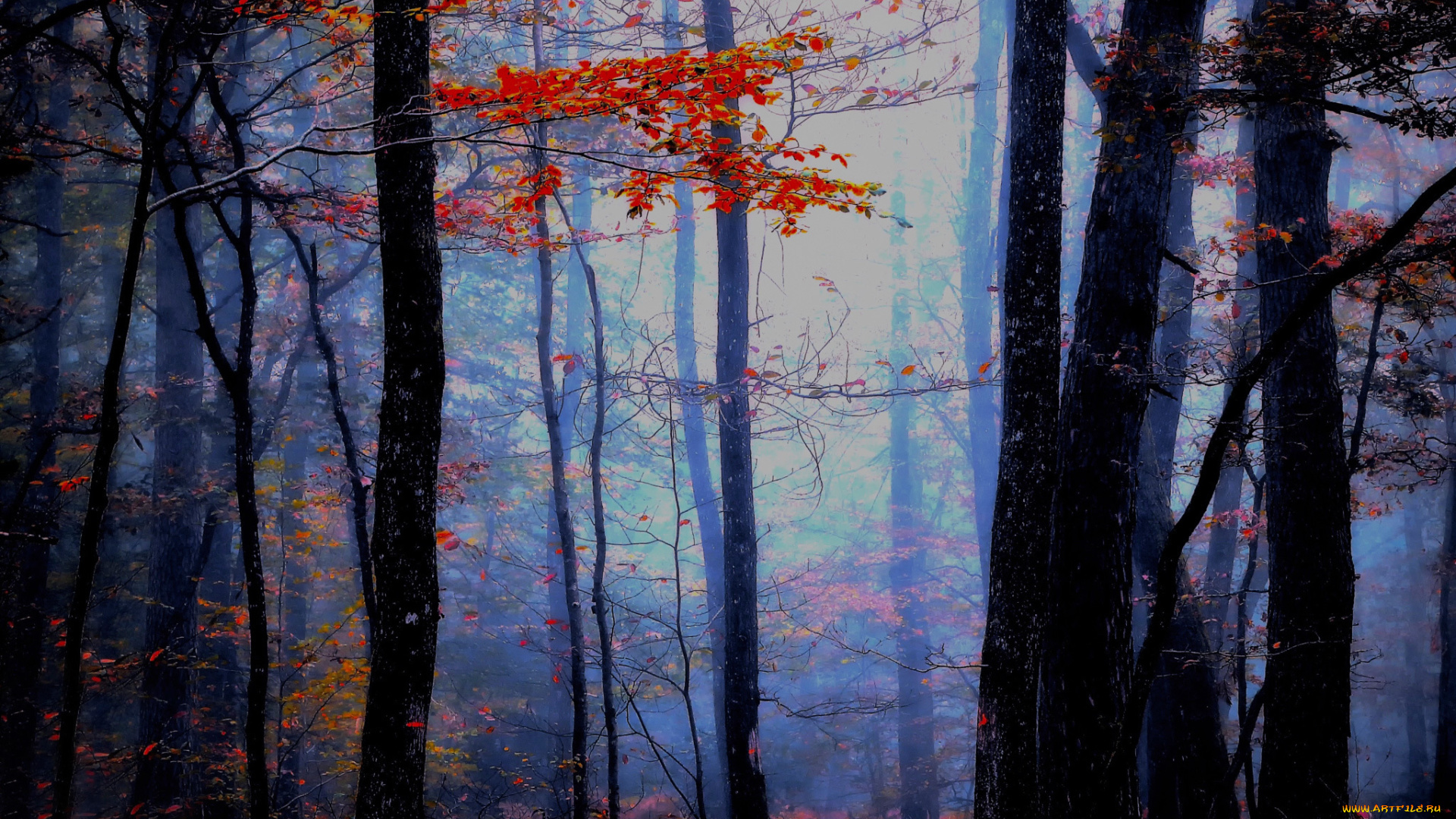 природа, лес, осень