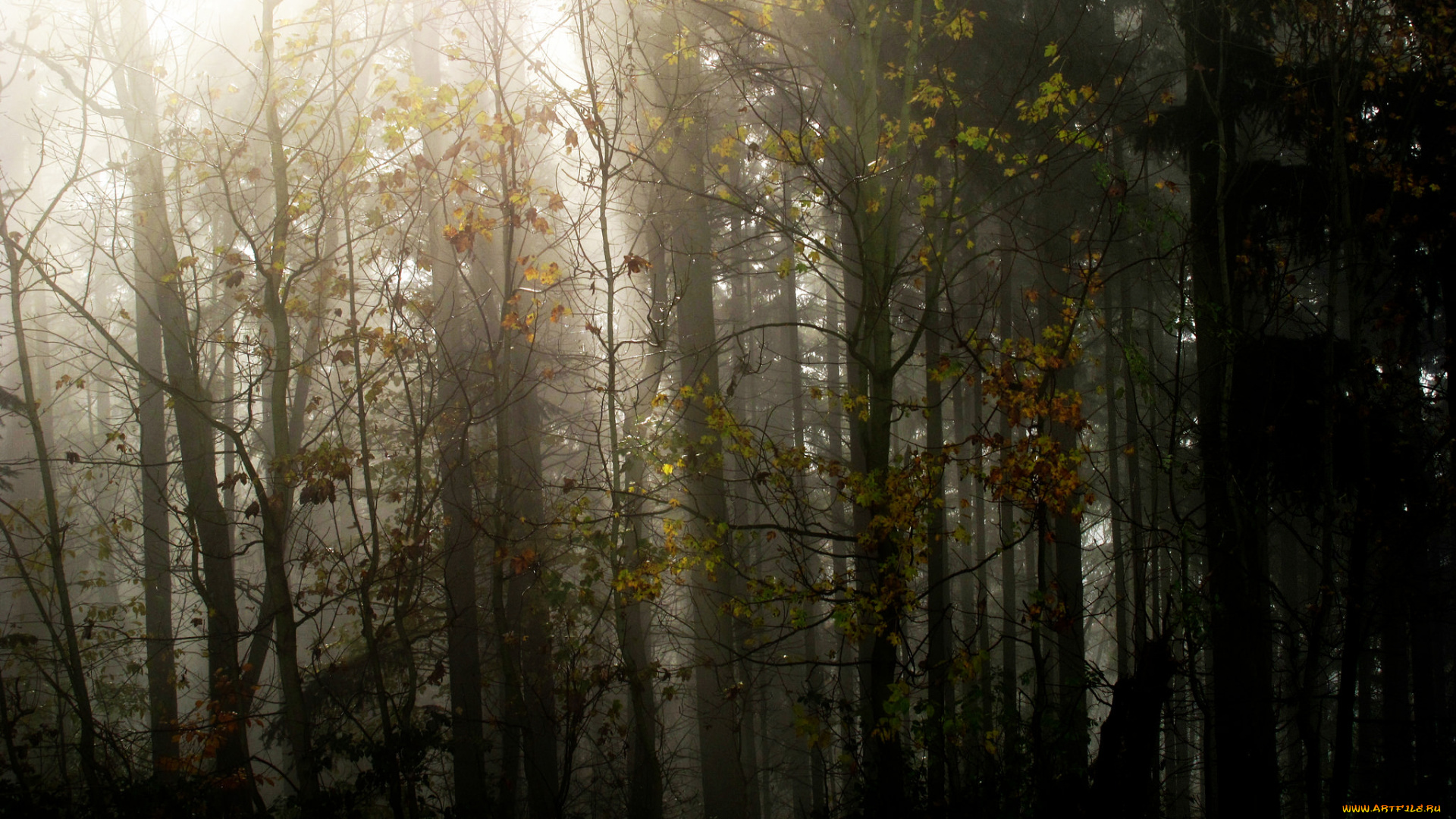 природа, лес, осень, деревья, туман