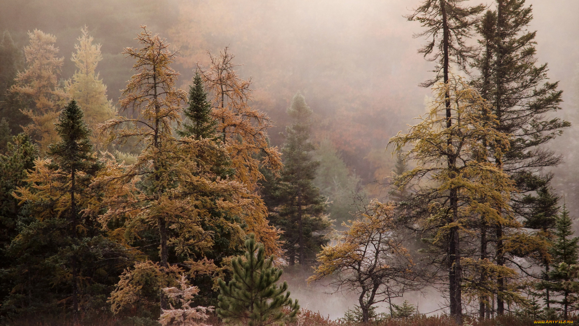 природа, лес, осень, туман