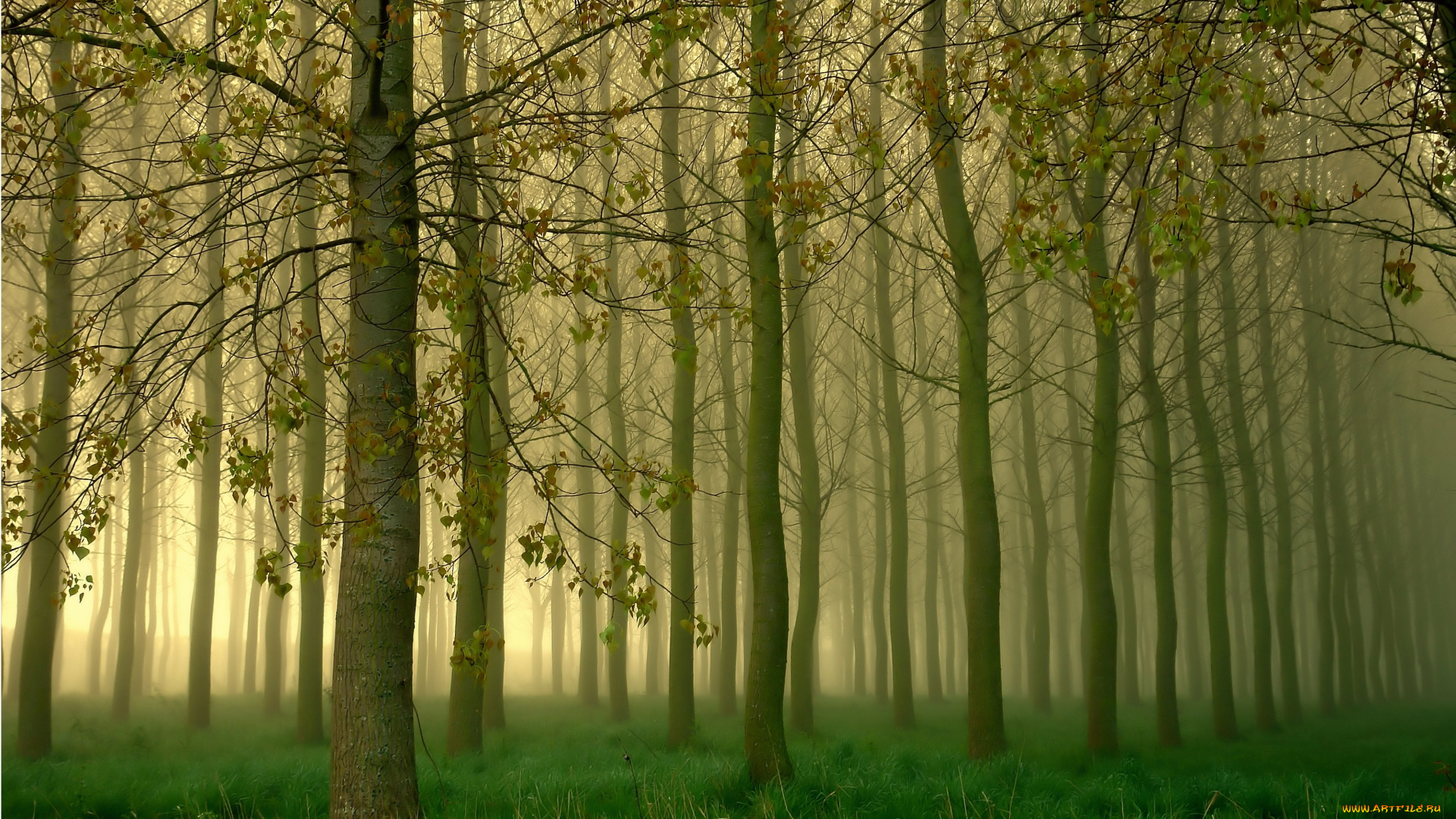 природа, лес, роща, туман, деревья