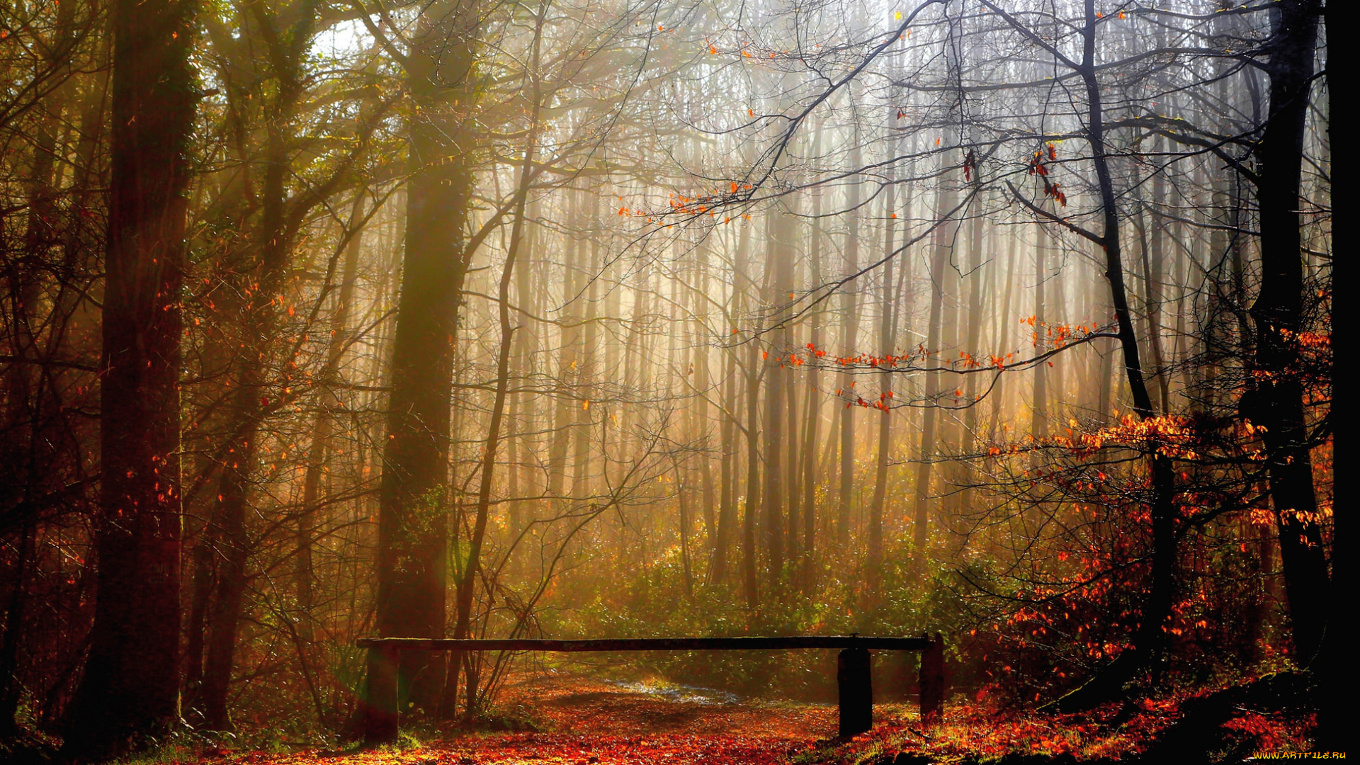 природа, лес, туман, осень