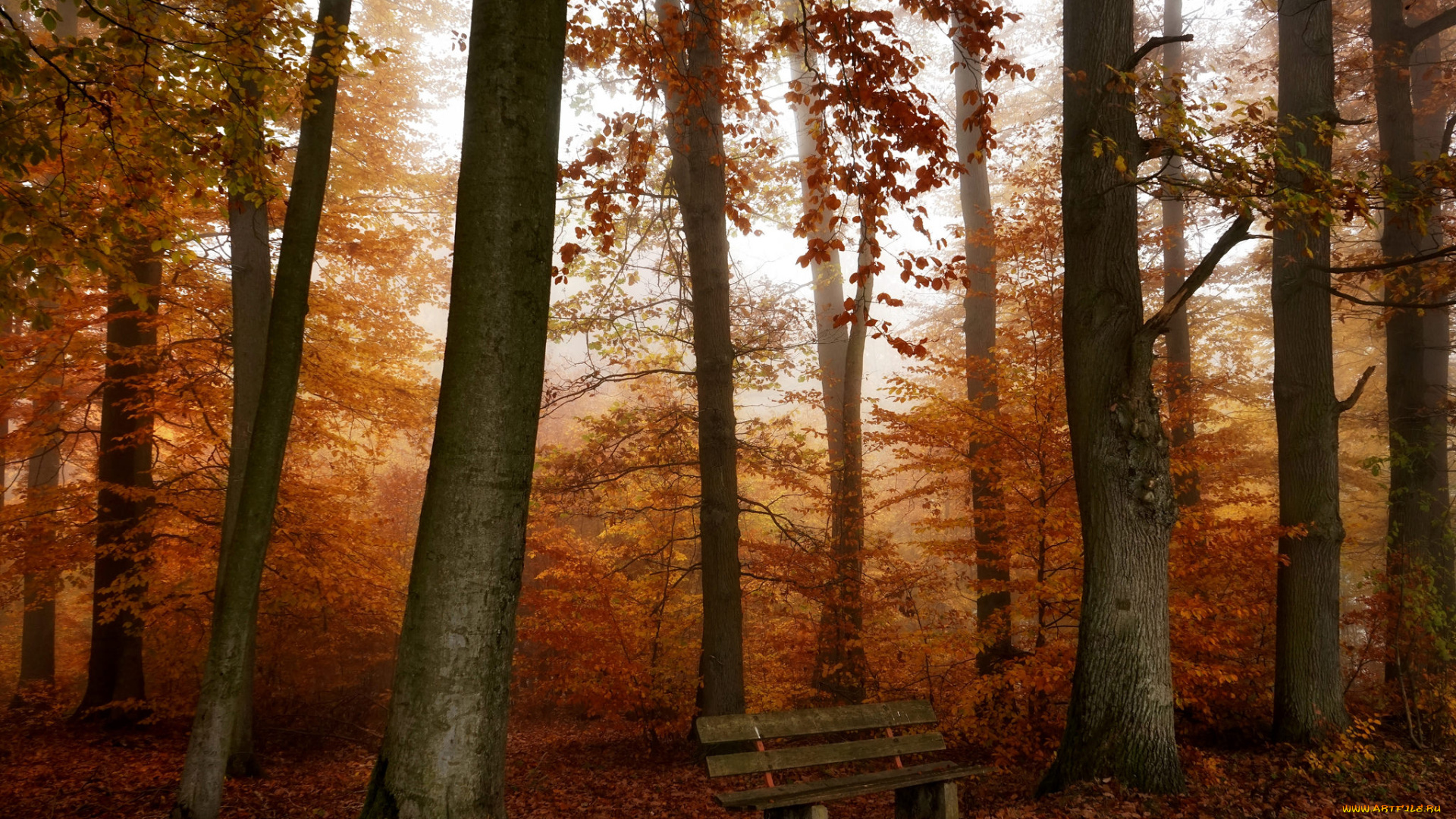 природа, лес, туман, осень, деревья