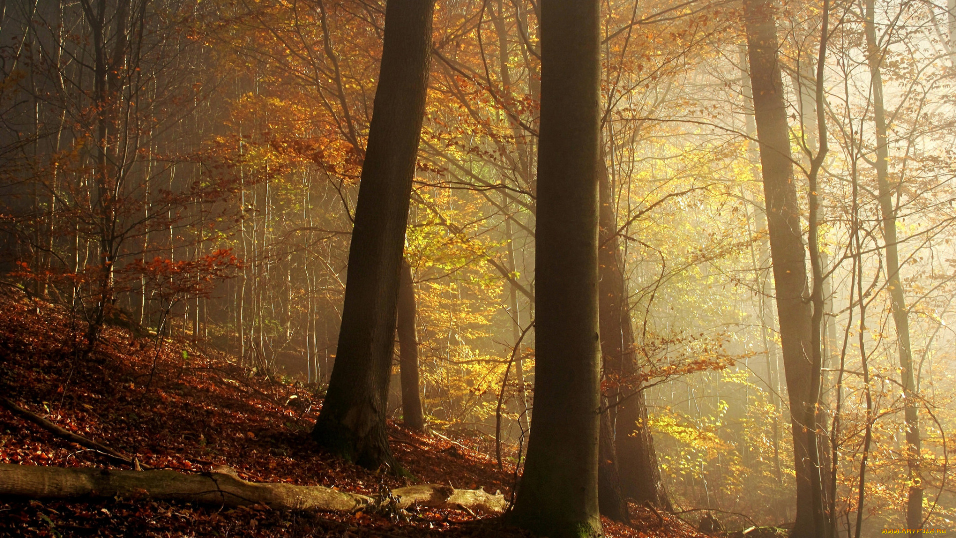 природа, лес, туман, осень, деревья
