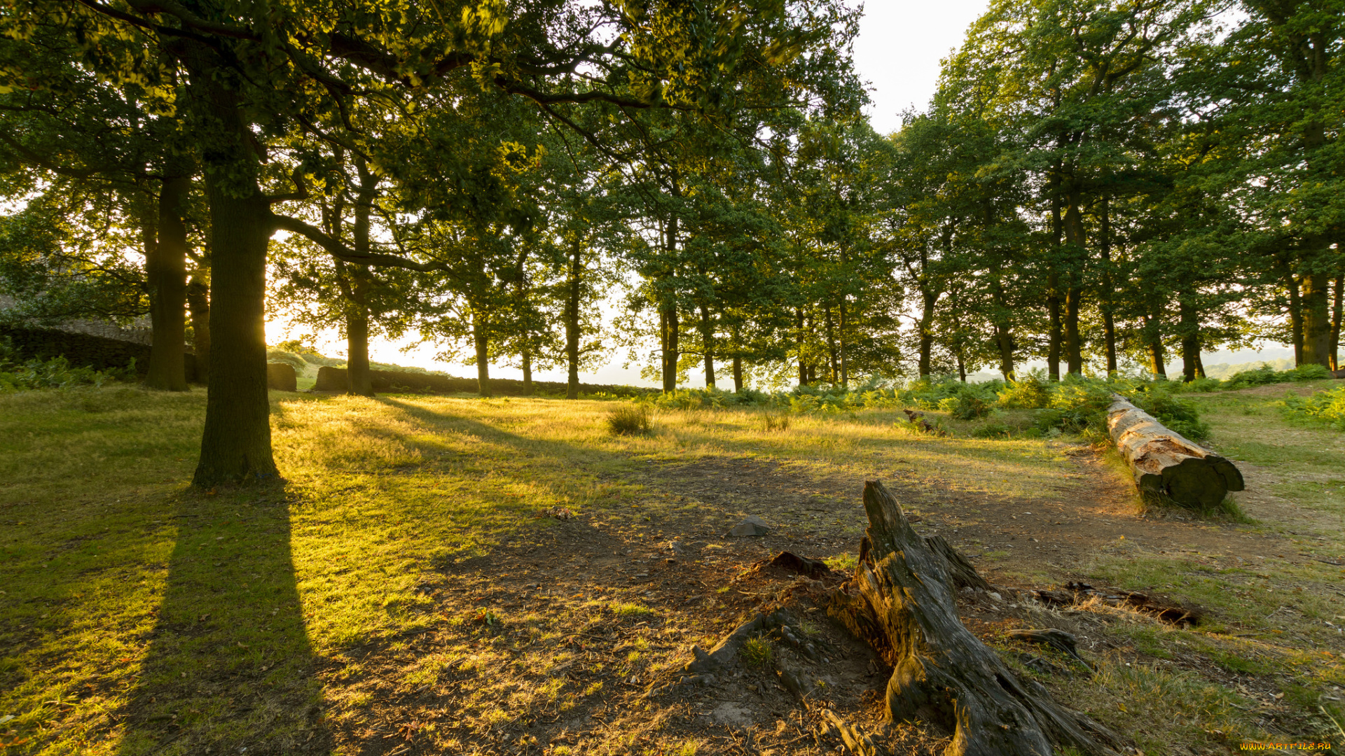 природа, лес, утро