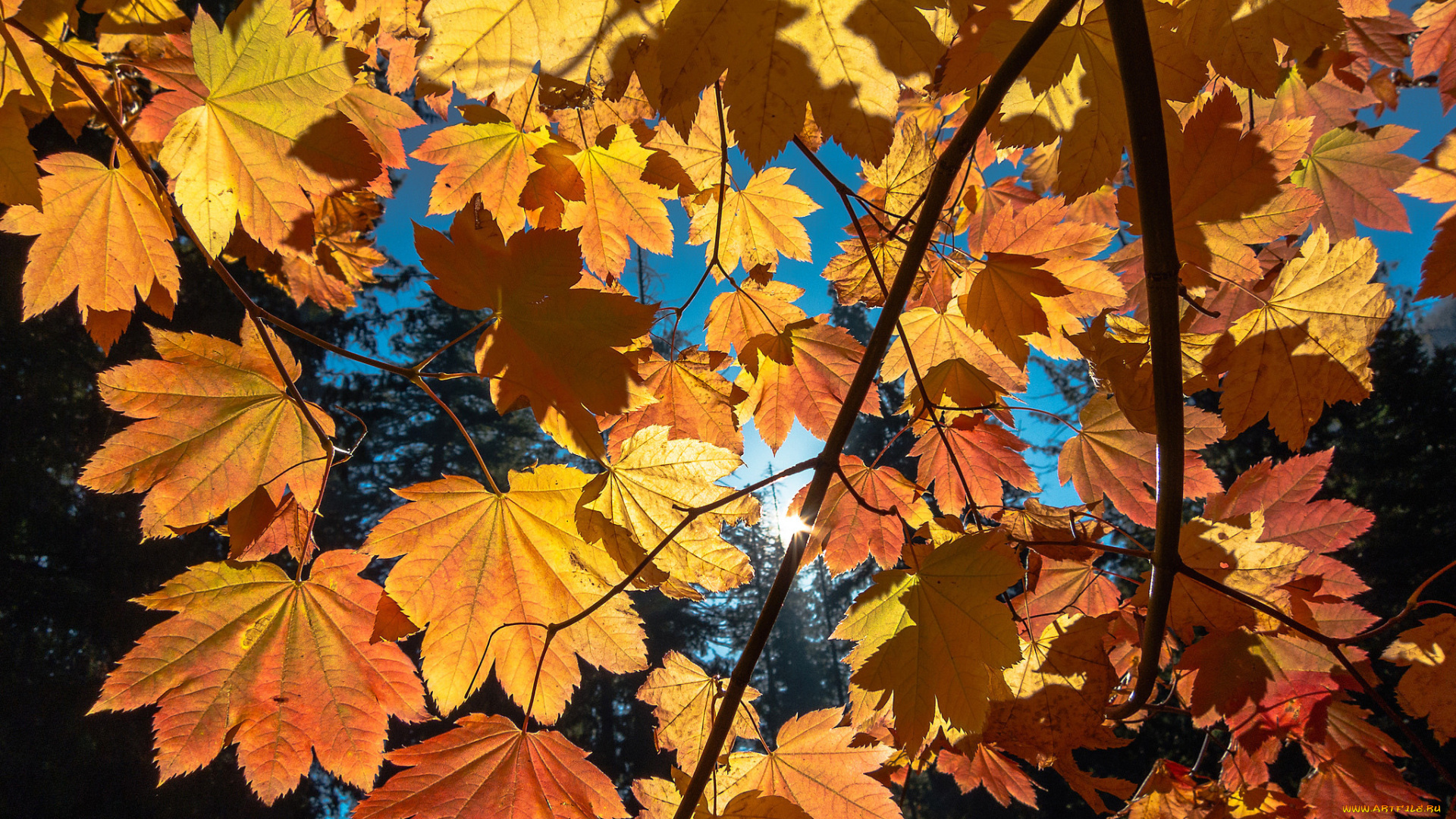 природа, листья, autumn, foliage, sun, листва, осень, солнце