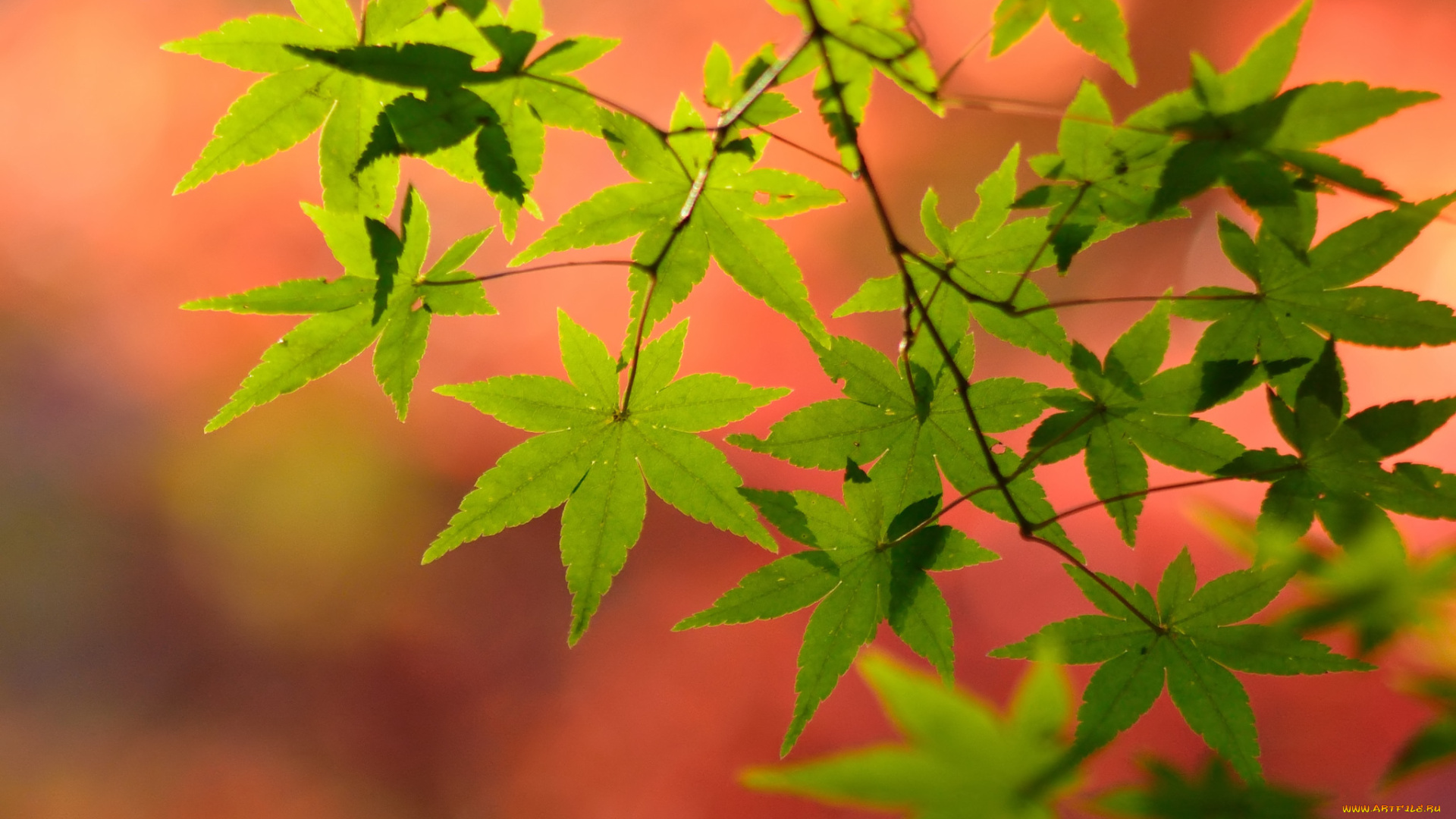природа, листья, цвет, осень, ветка, клен