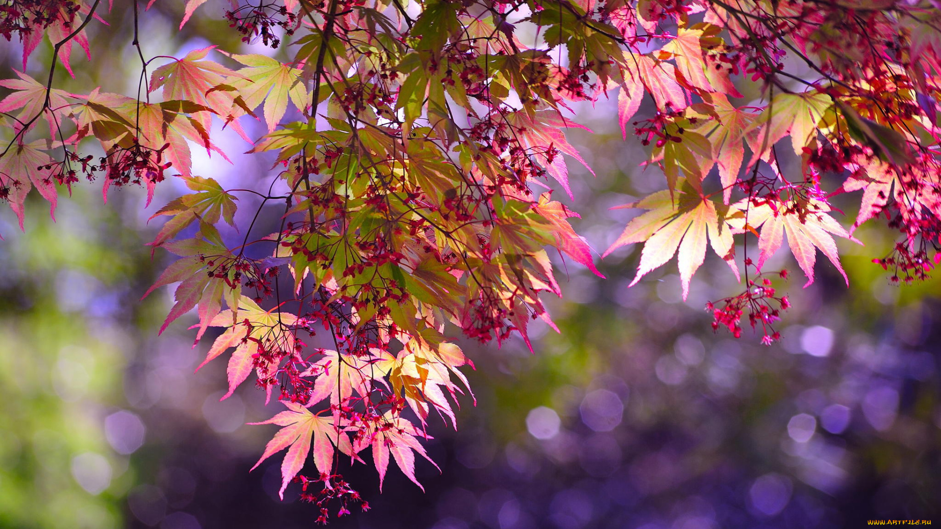 природа, листья, дерево, ветки