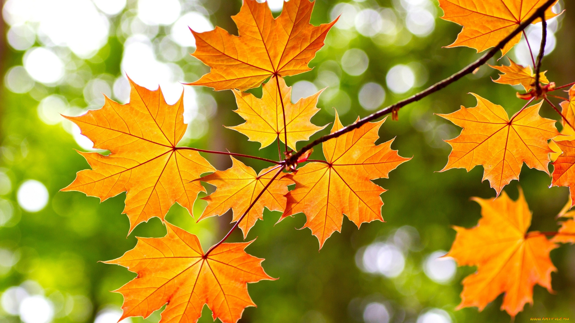 природа, листья, клен, осень, ветка, желтый