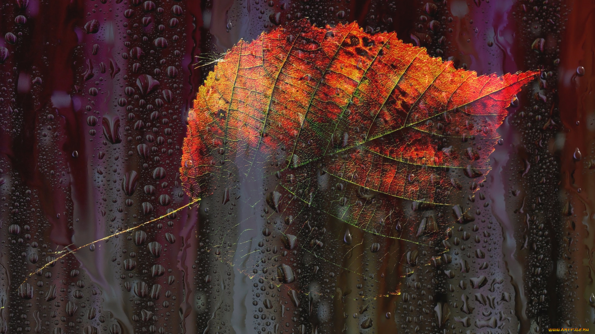 природа, листья, окно, осень, листок, капли