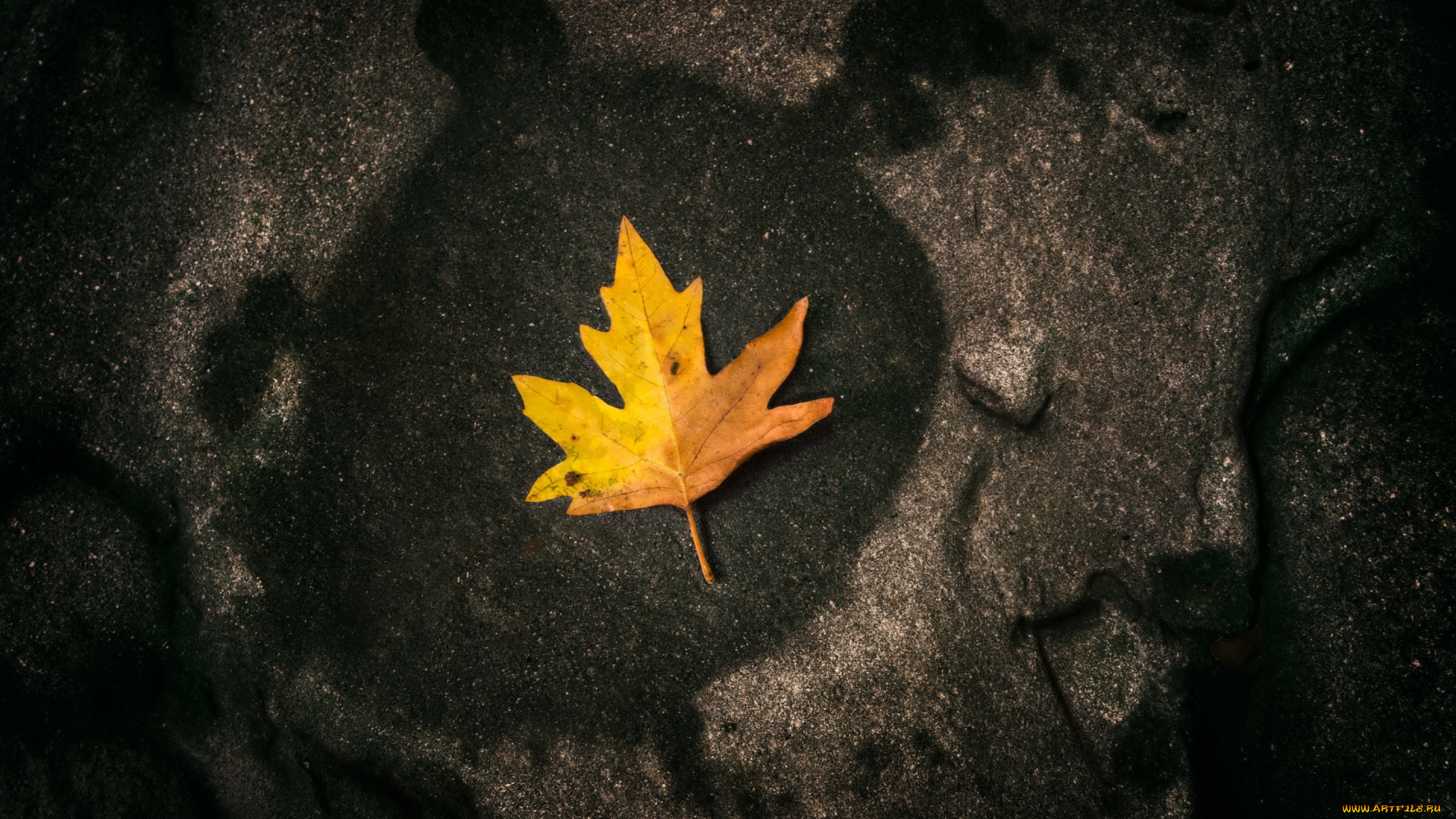 природа, листья, осень, лист