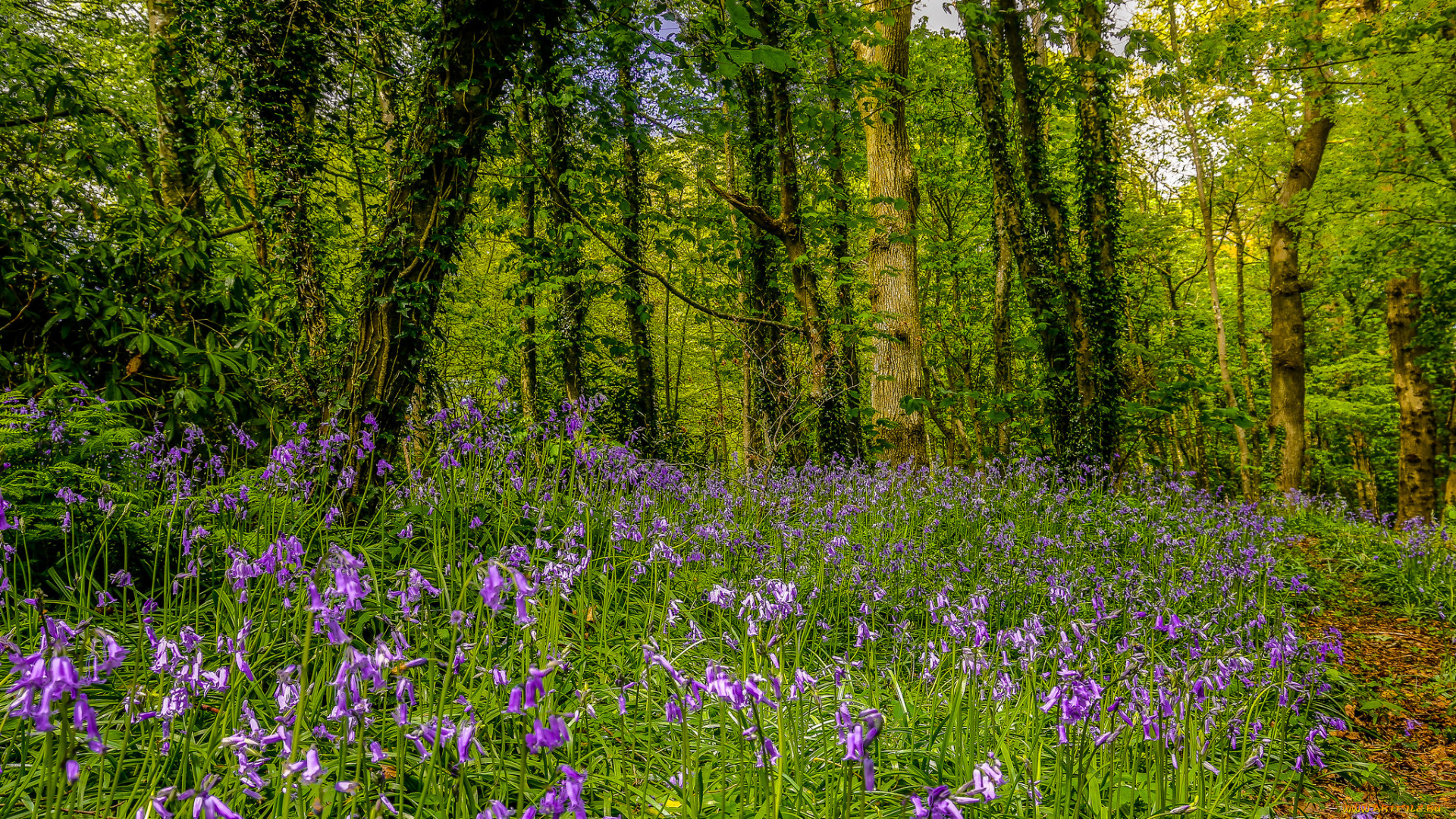 природа, луга, поляна, лес, цветы