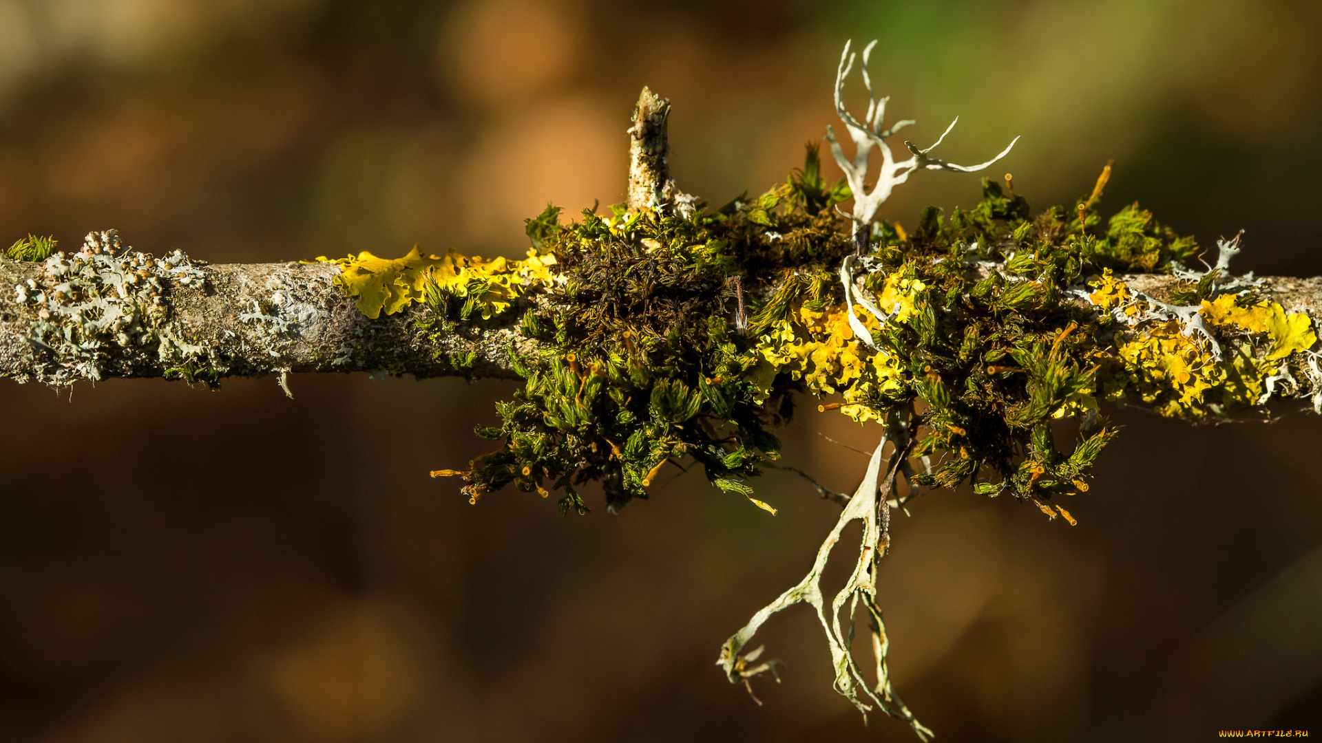 природа, макро, грибы, ветка