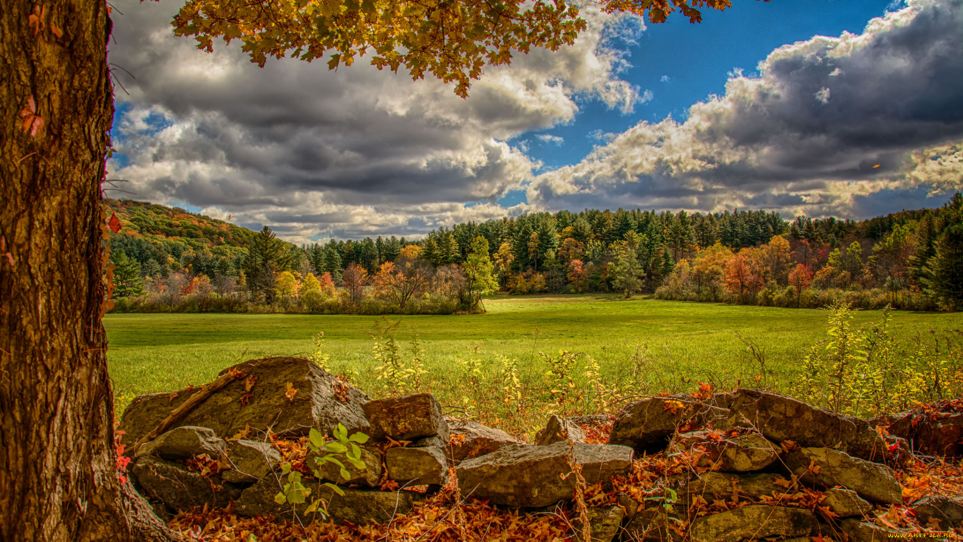 природа, пейзажи, поле, лес, осень