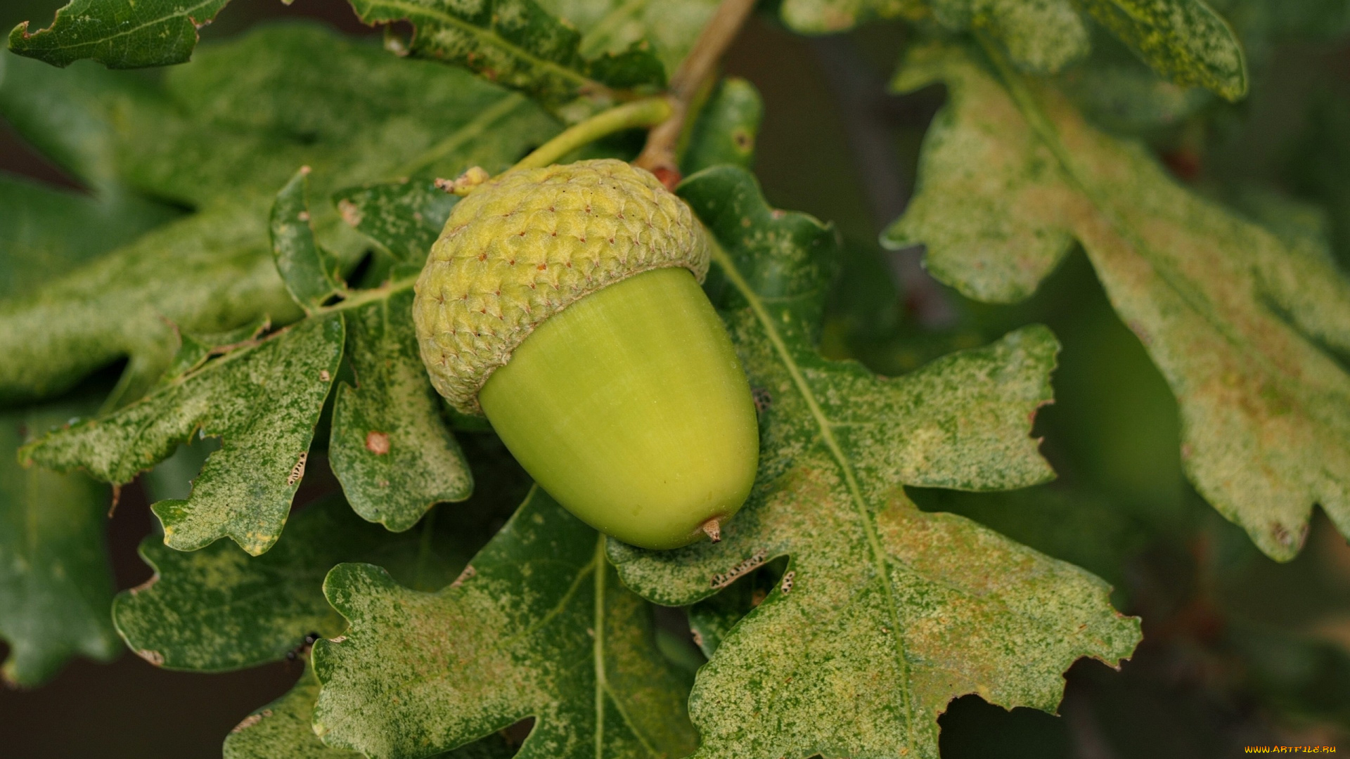 природа, плоды, жёлудь, ветка, листья, дуб, макро